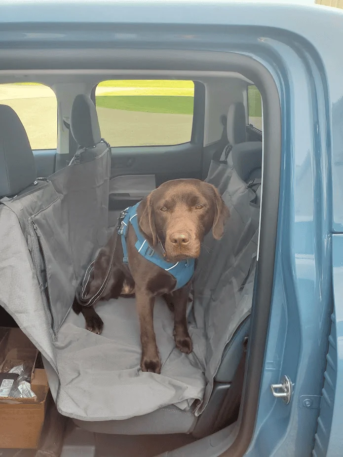 Ford Maverick Dog car seat cover for backseat 1686074437013