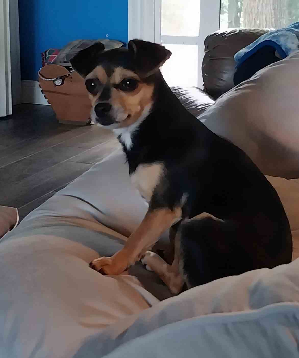 Ford Maverick Post Your Pet Pics: Dog, Cat or Whatever+ Pet Memes {filename}