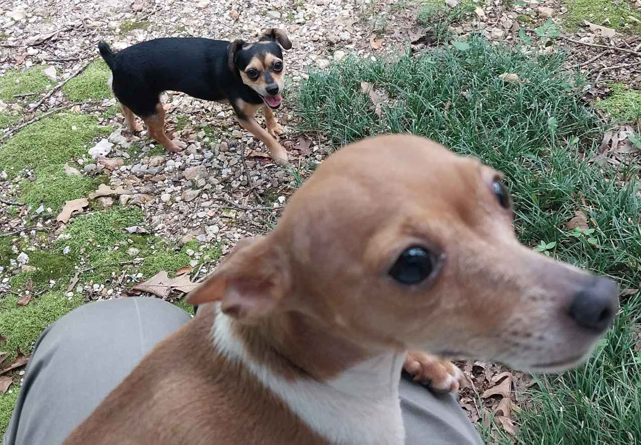 Ford Maverick Post Your Pet Pics: Dog, Cat or Whatever+ Pet Memes {filename}