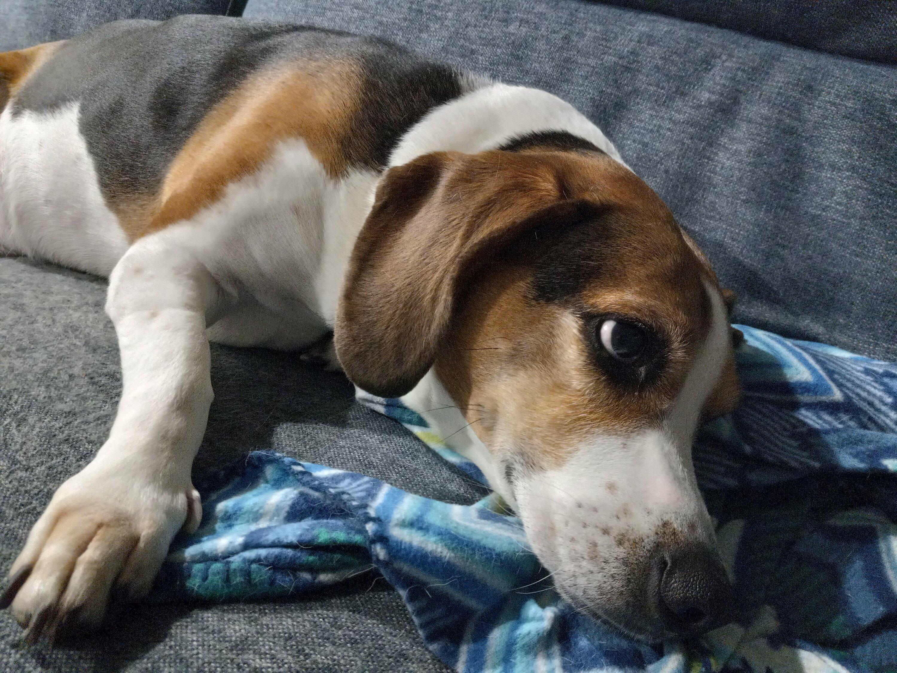Ford Maverick Post Your Pet Pics: Dog, Cat or Whatever+ Pet Memes 20230219_225529