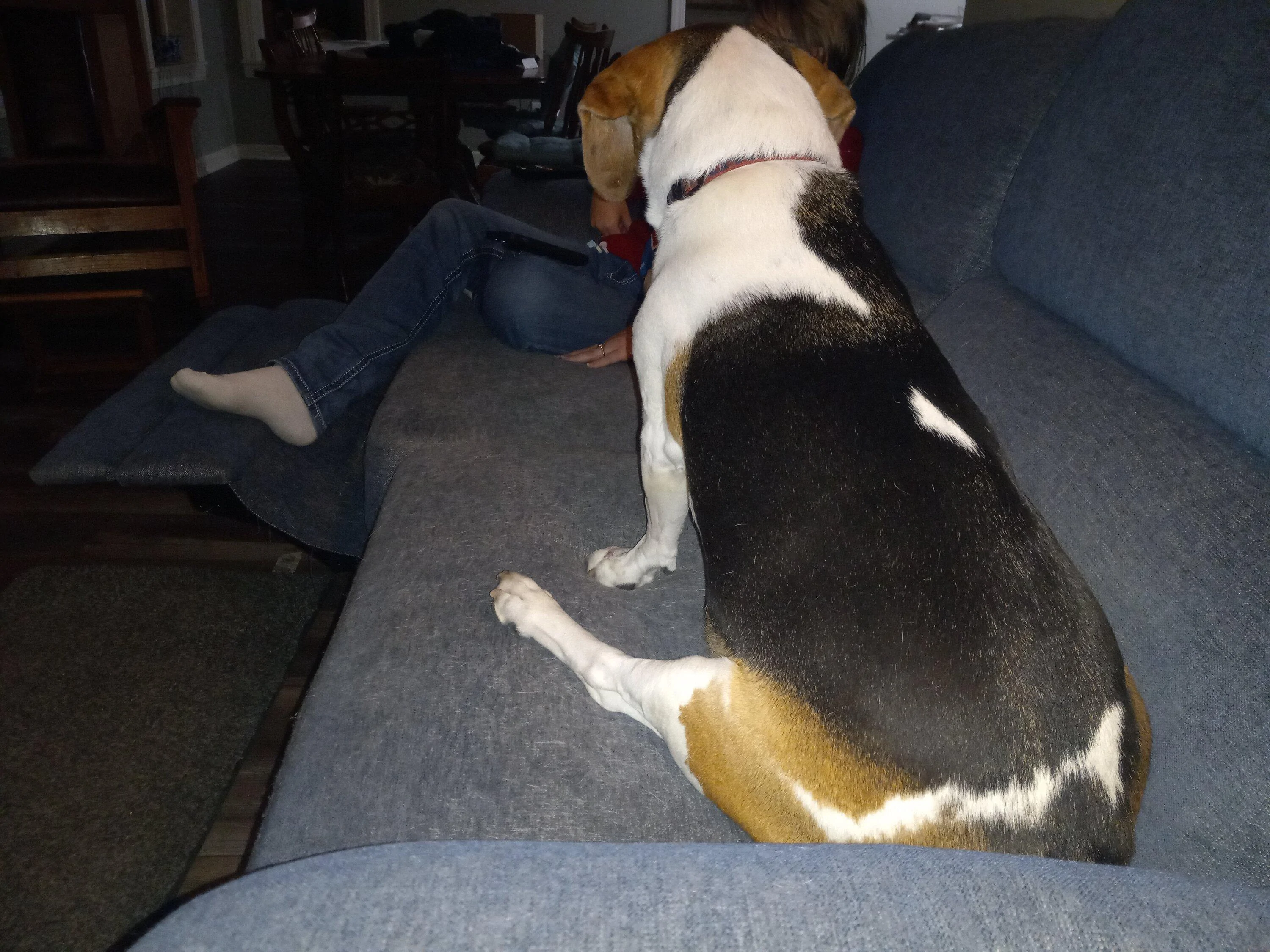 Ford Maverick Post Your Pet Pics: Dog, Cat or Whatever+ Pet Memes 20221021_215542