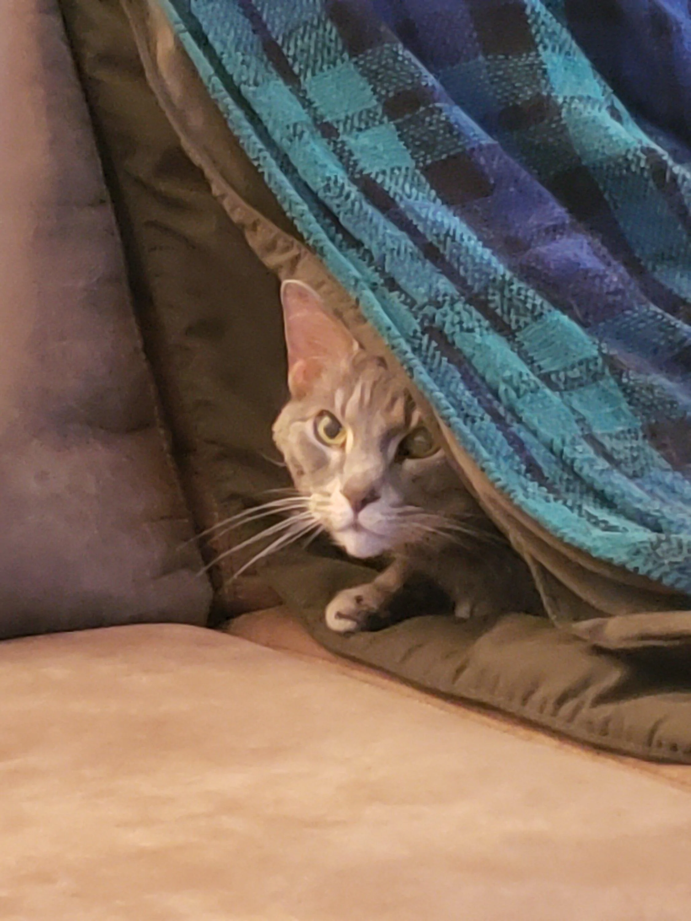Ford Maverick Post Your Pet Pics: Dog, Cat or Whatever+ Pet Memes 20230522_194915