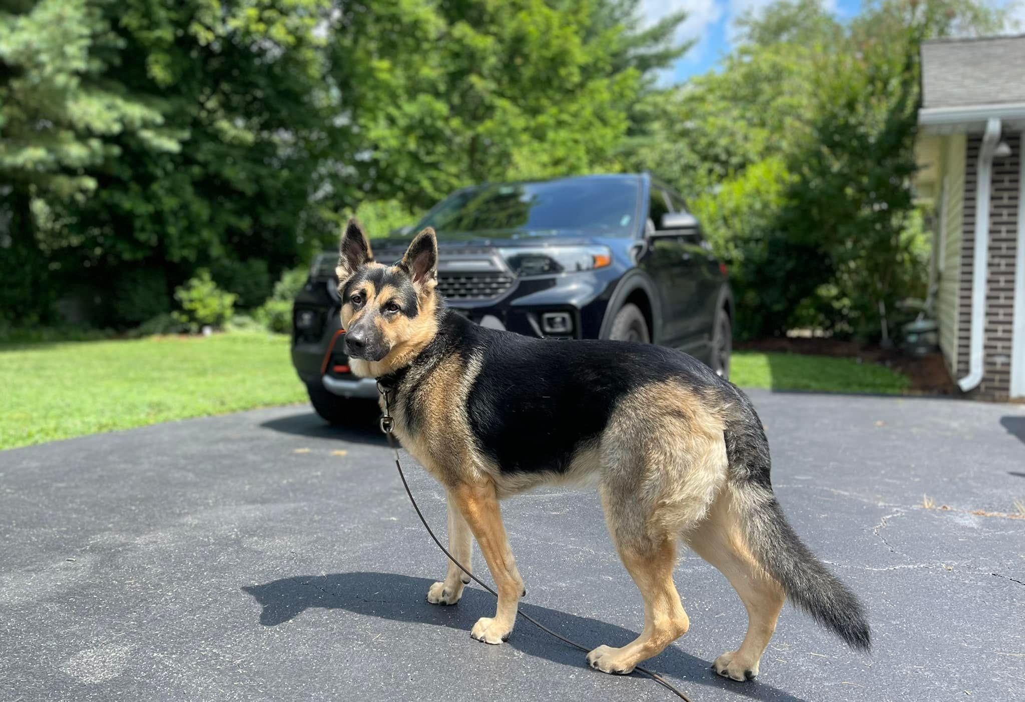 Ford Maverick Post Your Pet Pics: Dog, Cat or Whatever+ Pet Memes Woof