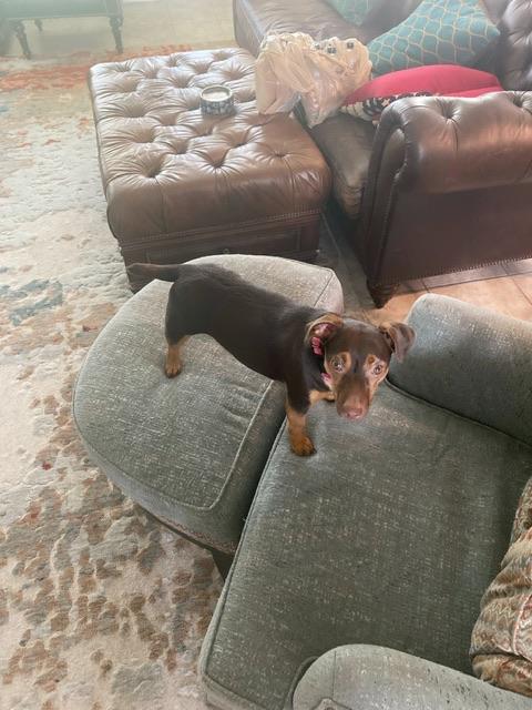 Ford Maverick Post Your Pet Pics: Dog, Cat or Whatever+ Pet Memes 74E8607D-48ED-4334-B10E-4AD9D21695E6