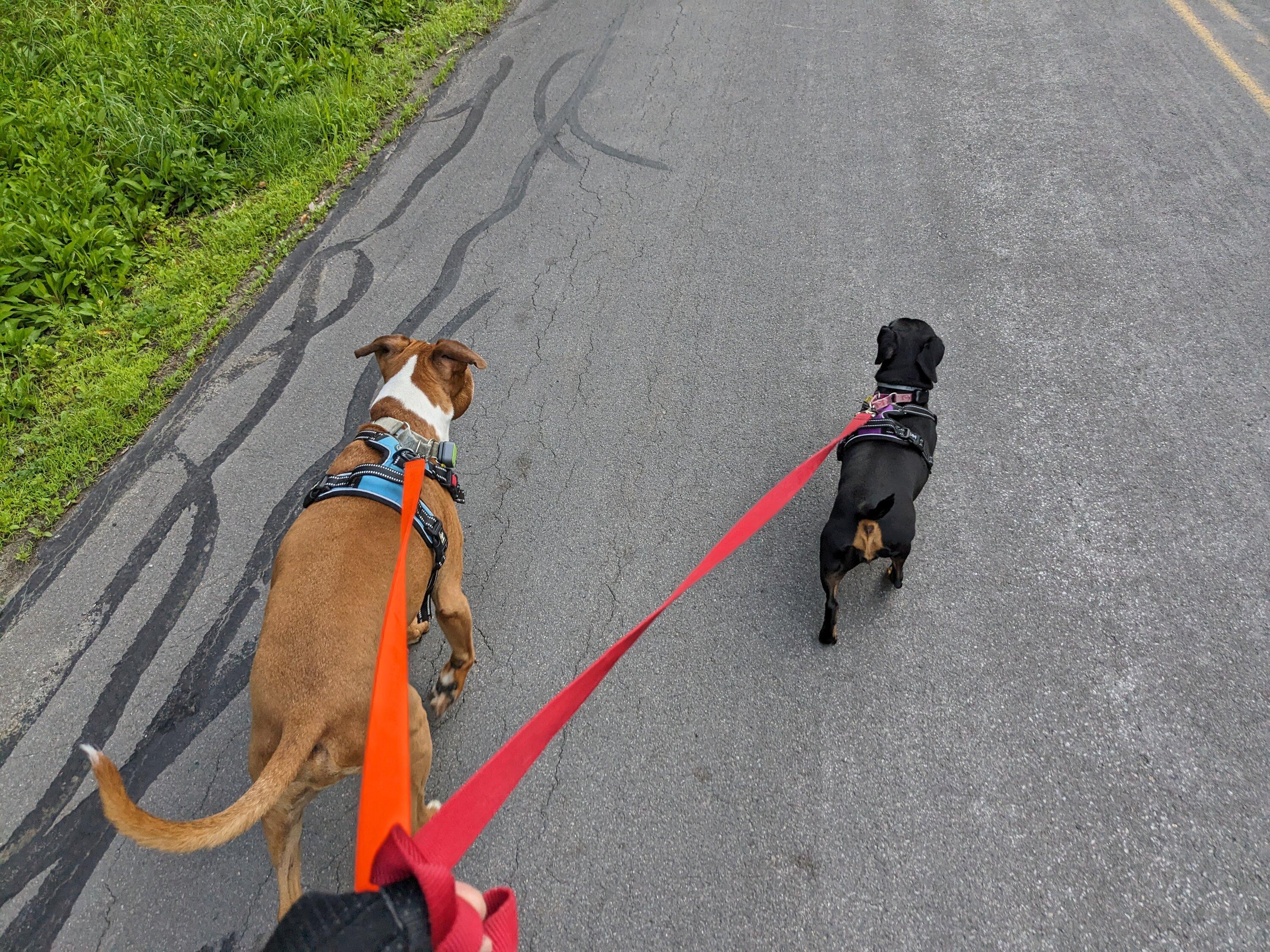 Ford Maverick Post Your Pet Pics: Dog, Cat or Whatever+ Pet Memes PXL_20230706_105309860.MP