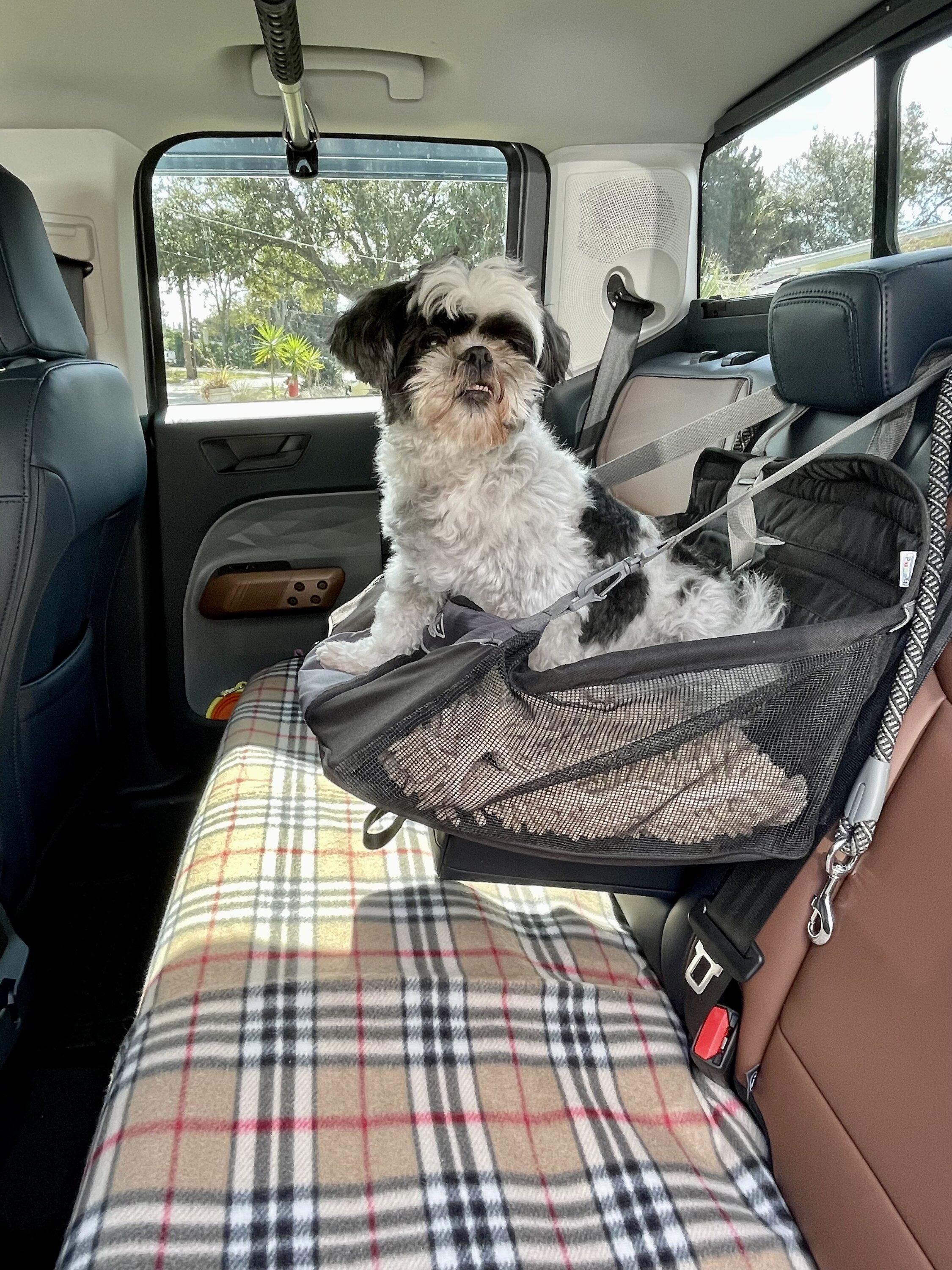 Ford Maverick Post Your Pet Pics: Dog, Cat or Whatever+ Pet Memes IMG_0868