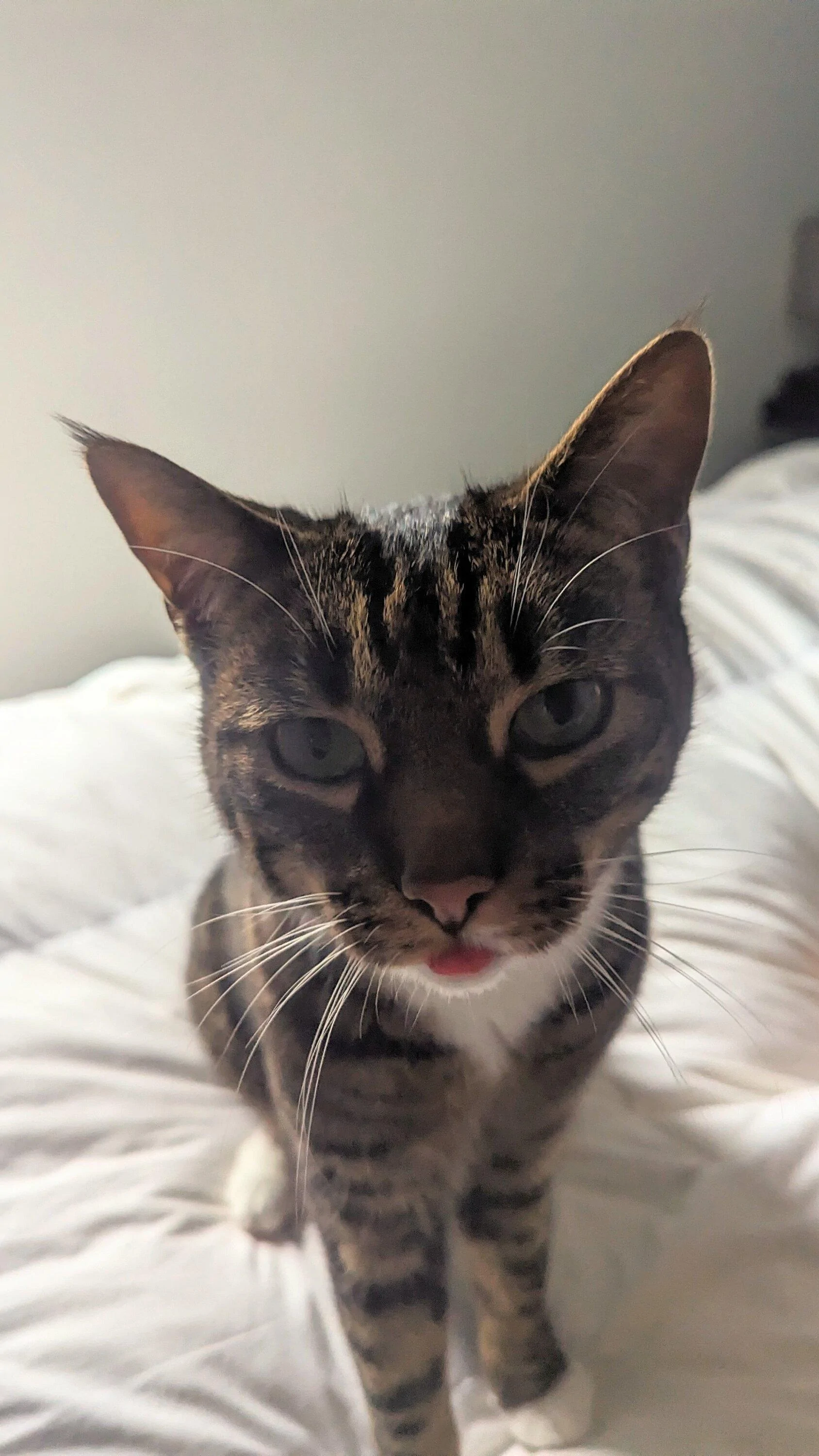 Ford Maverick Post Your Pet Pics: Dog, Cat or Whatever+ Pet Memes PXL_20230630_183518341~2