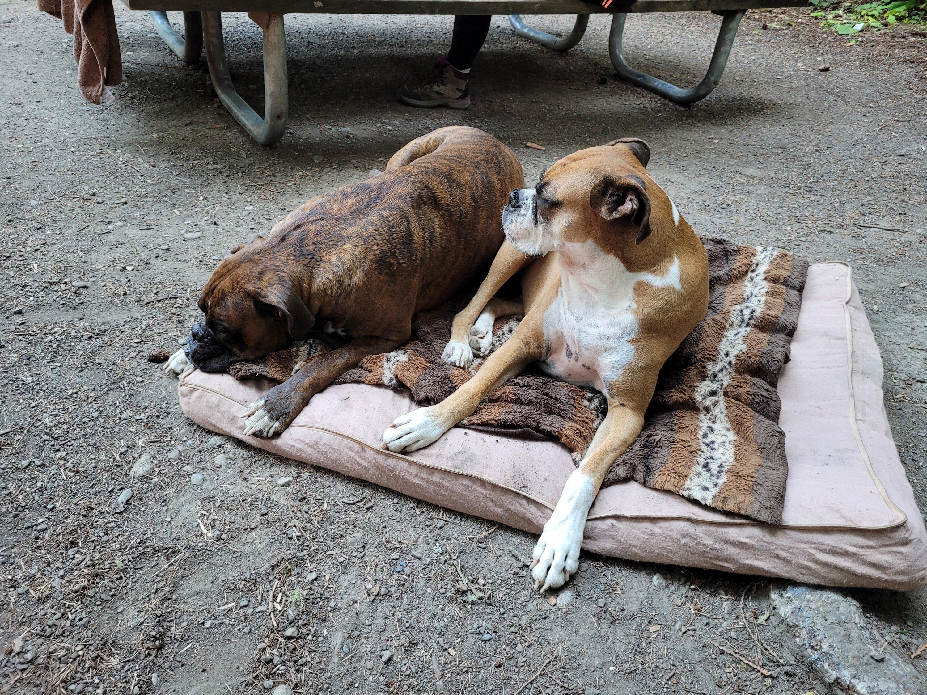Ford Maverick Post Your Pet Pics: Dog, Cat or Whatever+ Pet Memes 20230705_191742