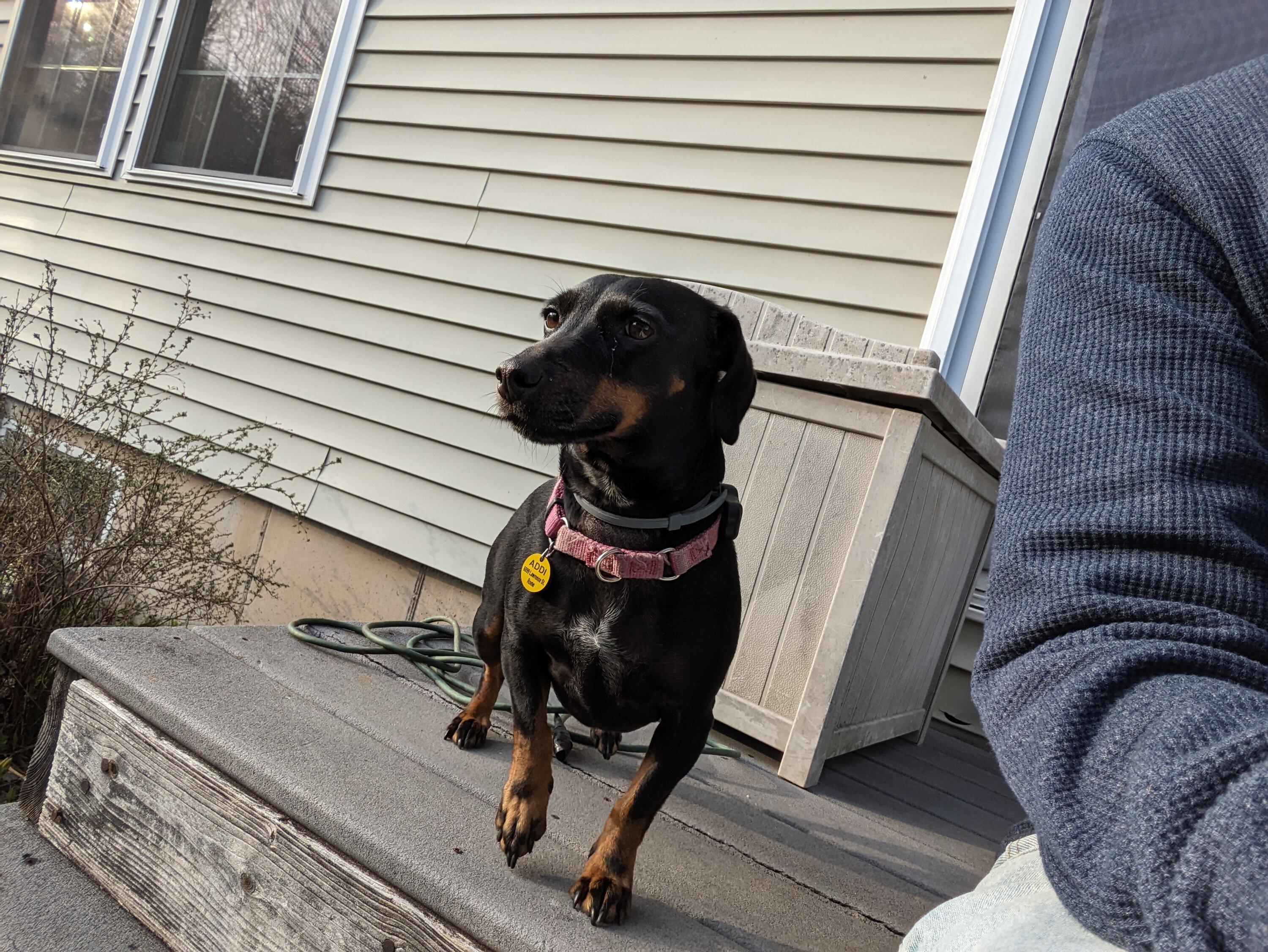 Ford Maverick Post Your Pet Pics: Dog, Cat or Whatever+ Pet Memes PXL_20230420_221929831.MP