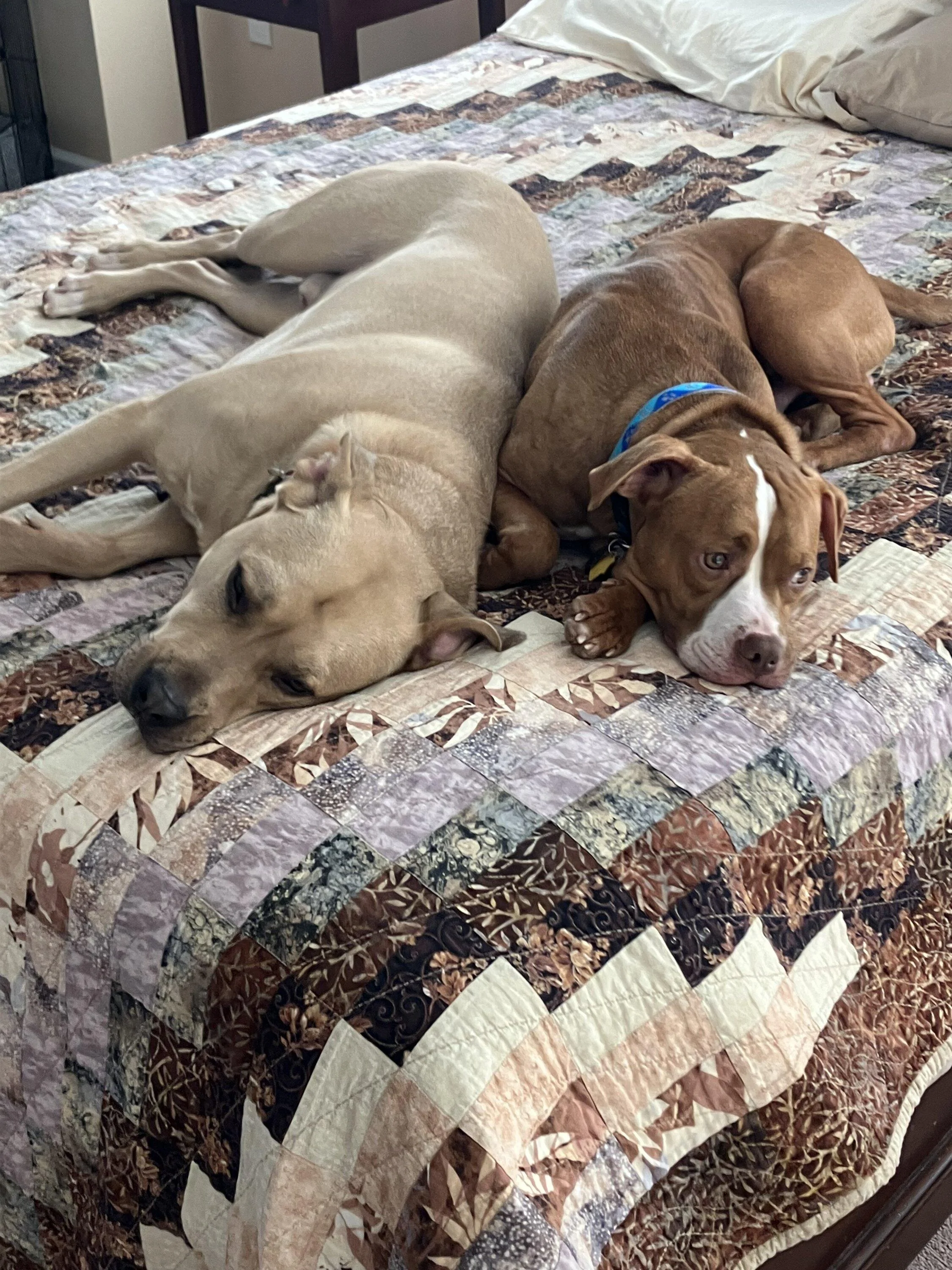 Ford Maverick Pets! MJandCharli