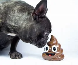 Ford Maverick Thieving dealers called out on the news dog poo