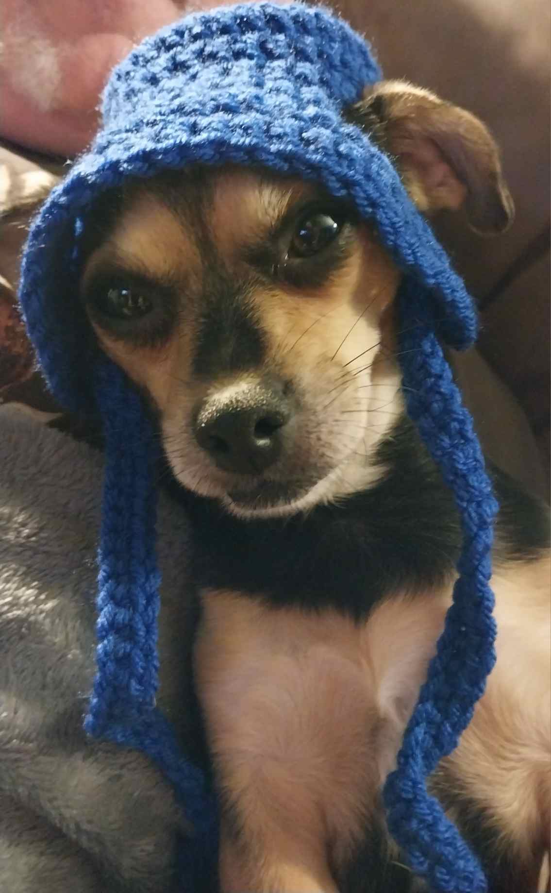 Ford Maverick Post Your Pet Pics: Dog, Cat or Whatever+ Pet Memes c1_20230817_20593567