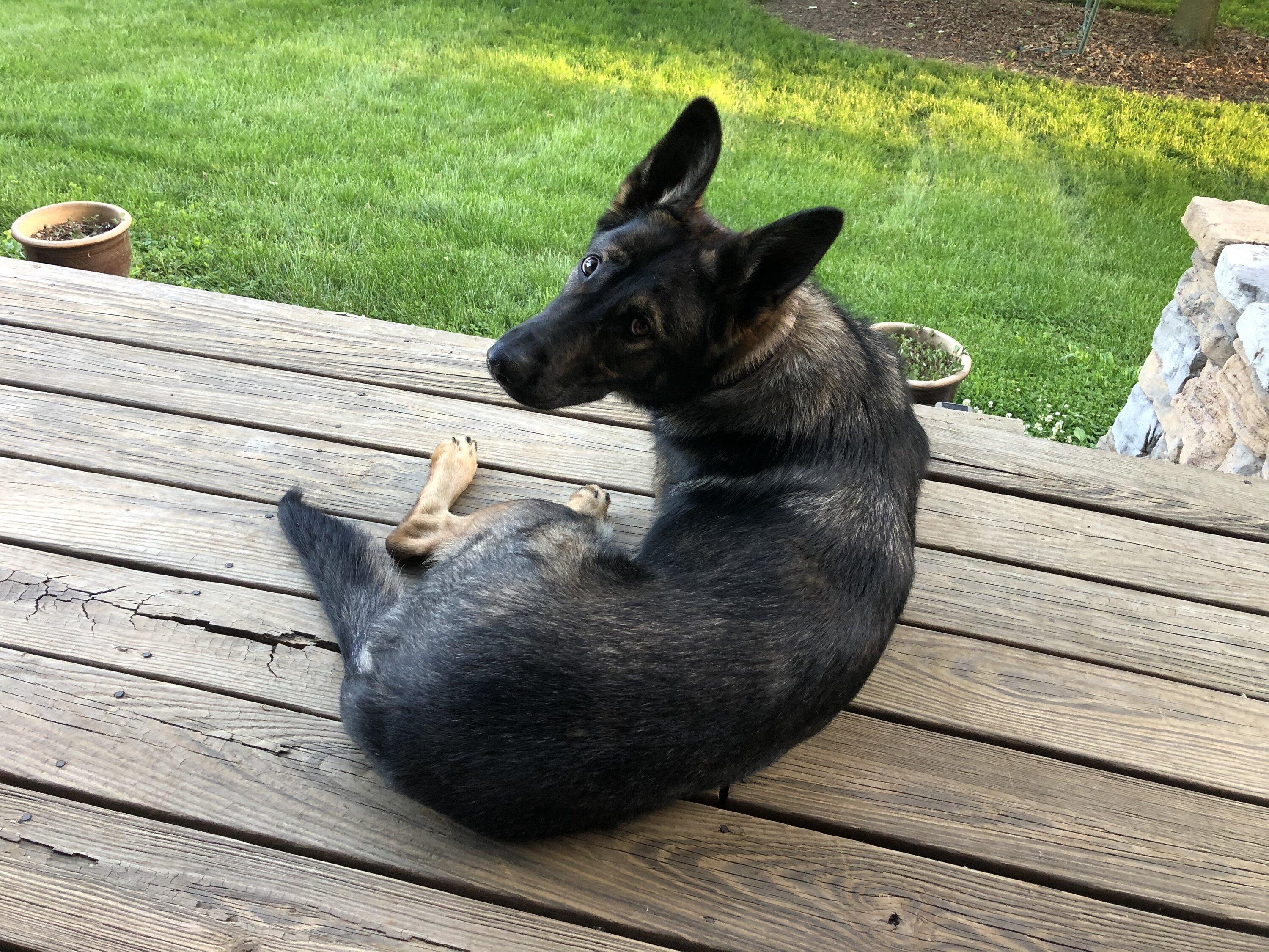Ford Maverick Post Your Pet Pics: Dog, Cat or Whatever+ Pet Memes IMG_0770.JPG