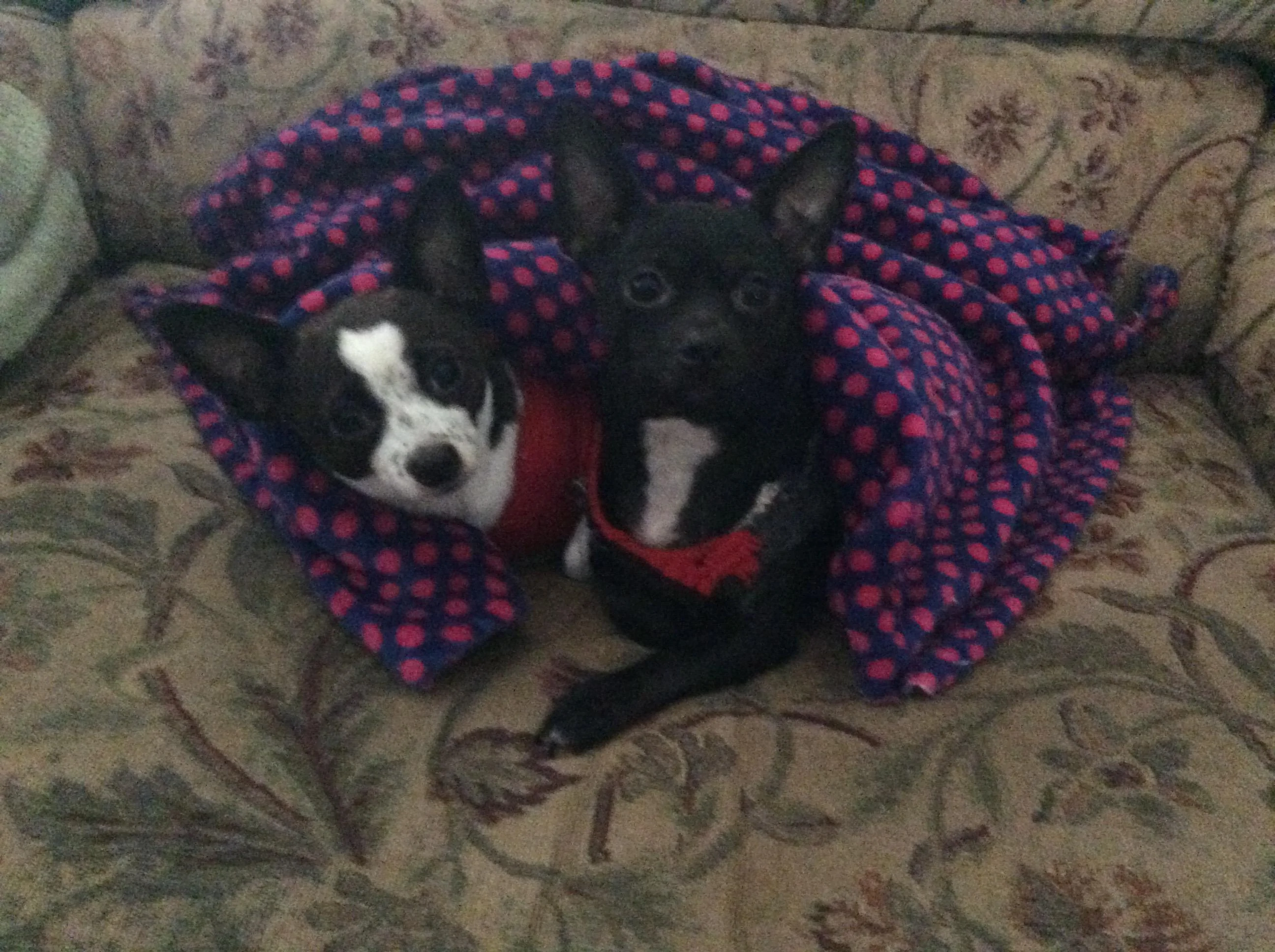 Ford Maverick Post Your Pet Pics: Dog, Cat or Whatever+ Pet Memes 37AFC896-E36D-412E-9855-F239B640086A