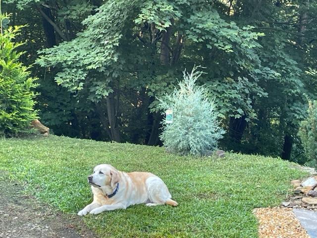 Ford Maverick Post Your Pet Pics: Dog, Cat or Whatever+ Pet Memes IMG_1734