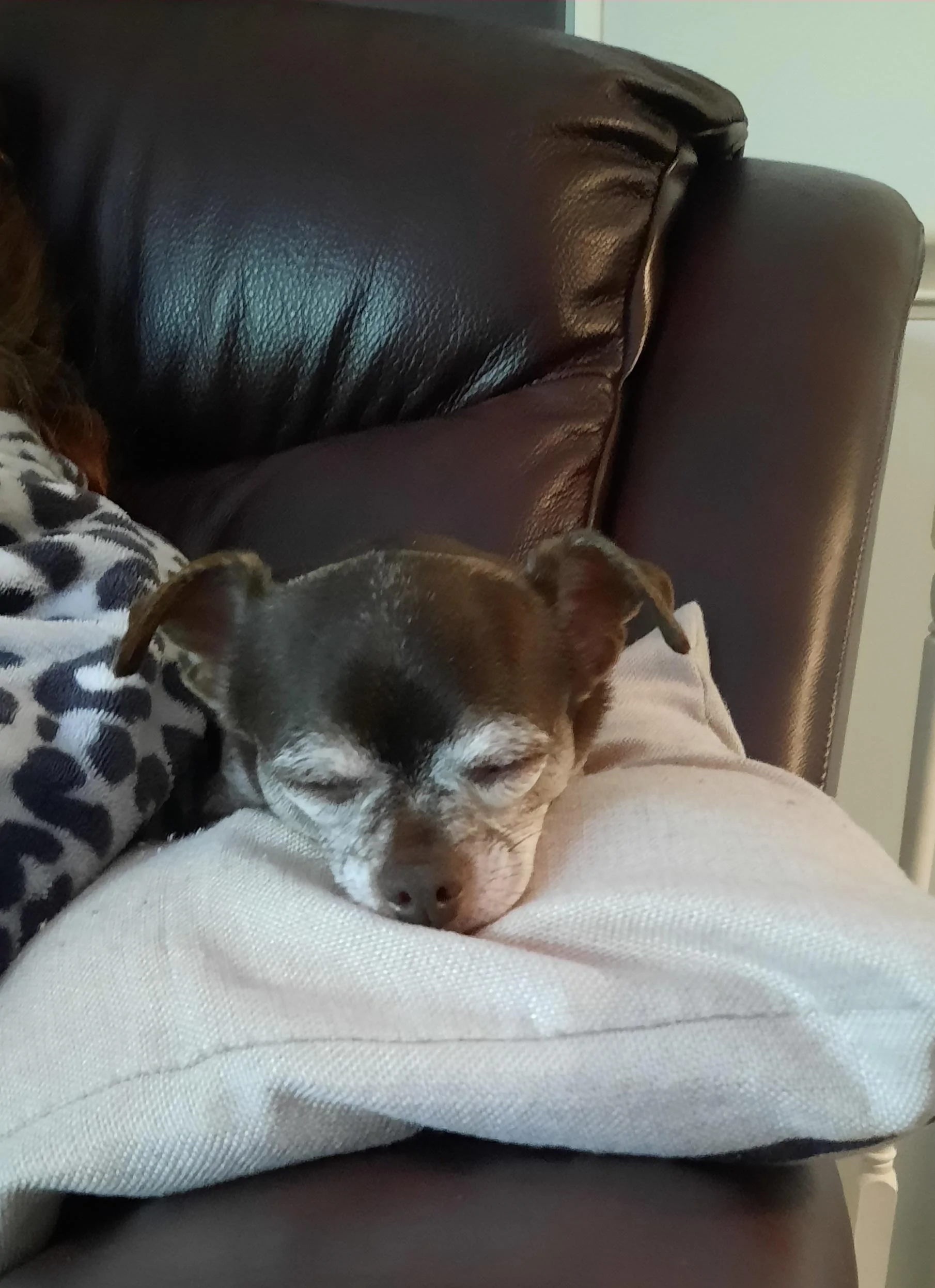 Ford Maverick Post Your Pet Pics: Dog, Cat or Whatever+ Pet Memes 20230627_162131
