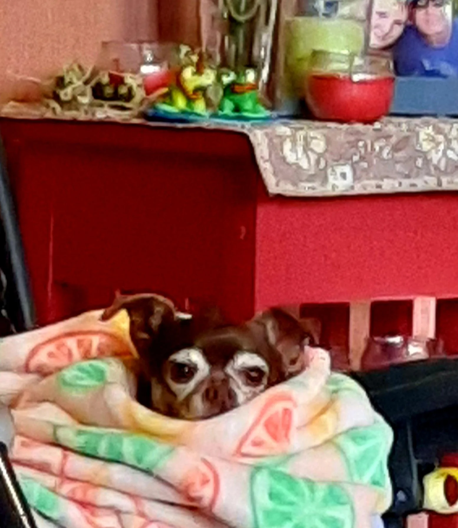 Ford Maverick Post Your Pet Pics: Dog, Cat or Whatever+ Pet Memes 20230114_165717