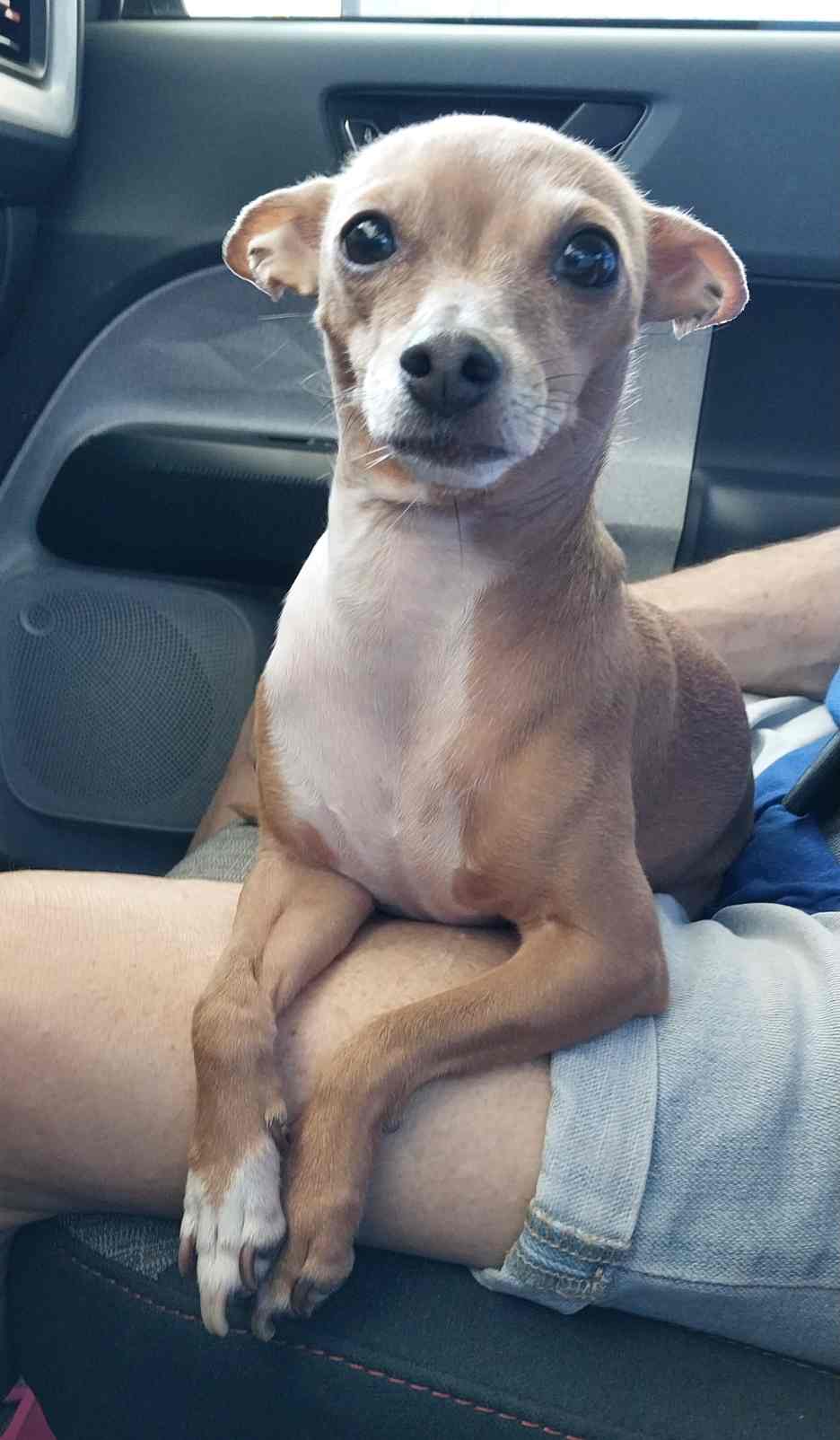 Ford Maverick Post Your Pet Pics: Dog, Cat or Whatever+ Pet Memes c1_20230819_11061700