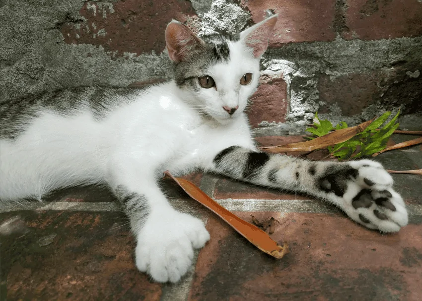 Ford Maverick Even an old woman can install the Ford Modular Bed Liner! -- DIY instructions & tips polydactyl-cat