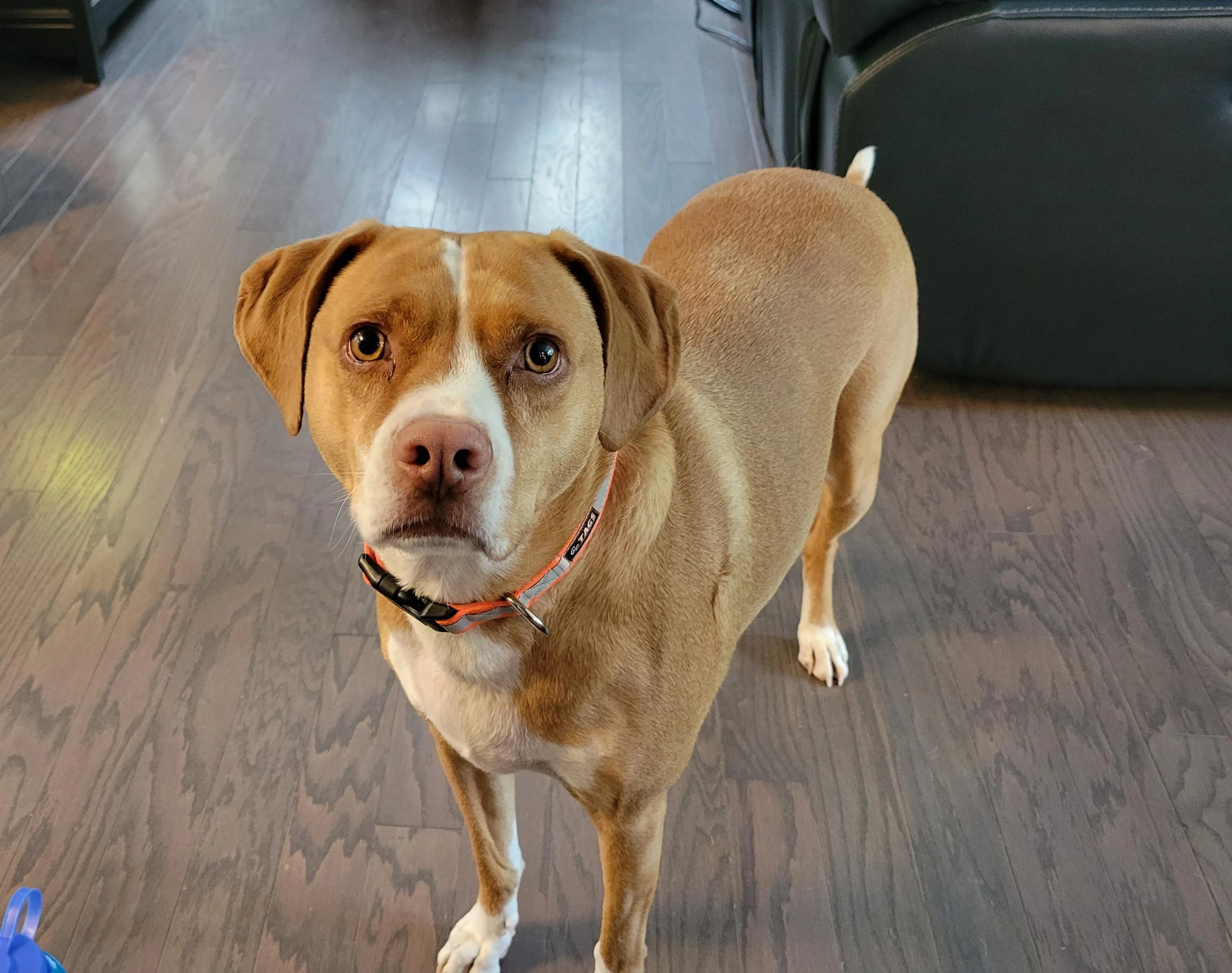 Ford Maverick Post Your Pet Pics: Dog, Cat or Whatever+ Pet Memes 20230622_175636
