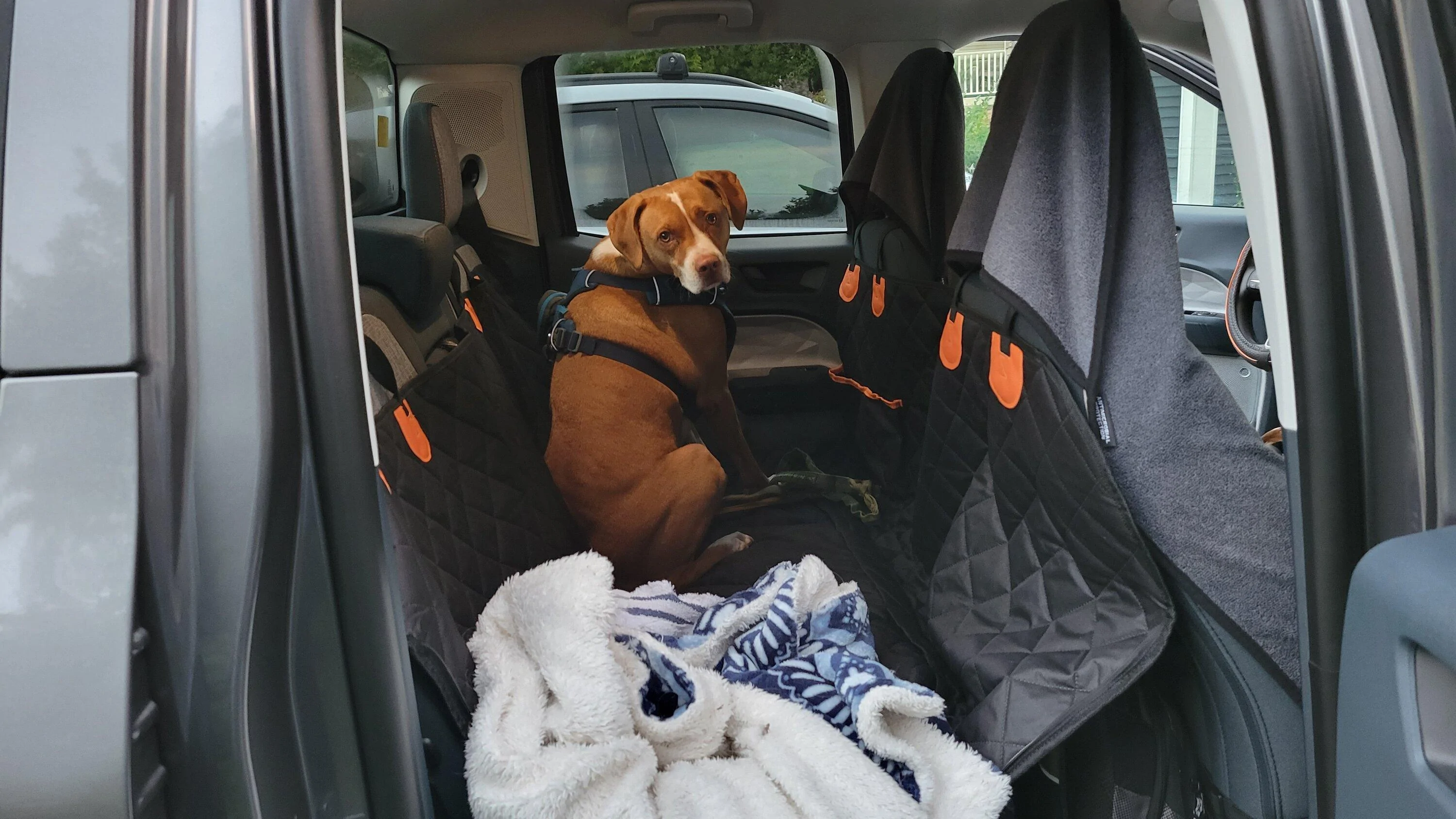 Ford Maverick Post Your Pet Pics: Dog, Cat or Whatever+ Pet Memes 20221002_072747