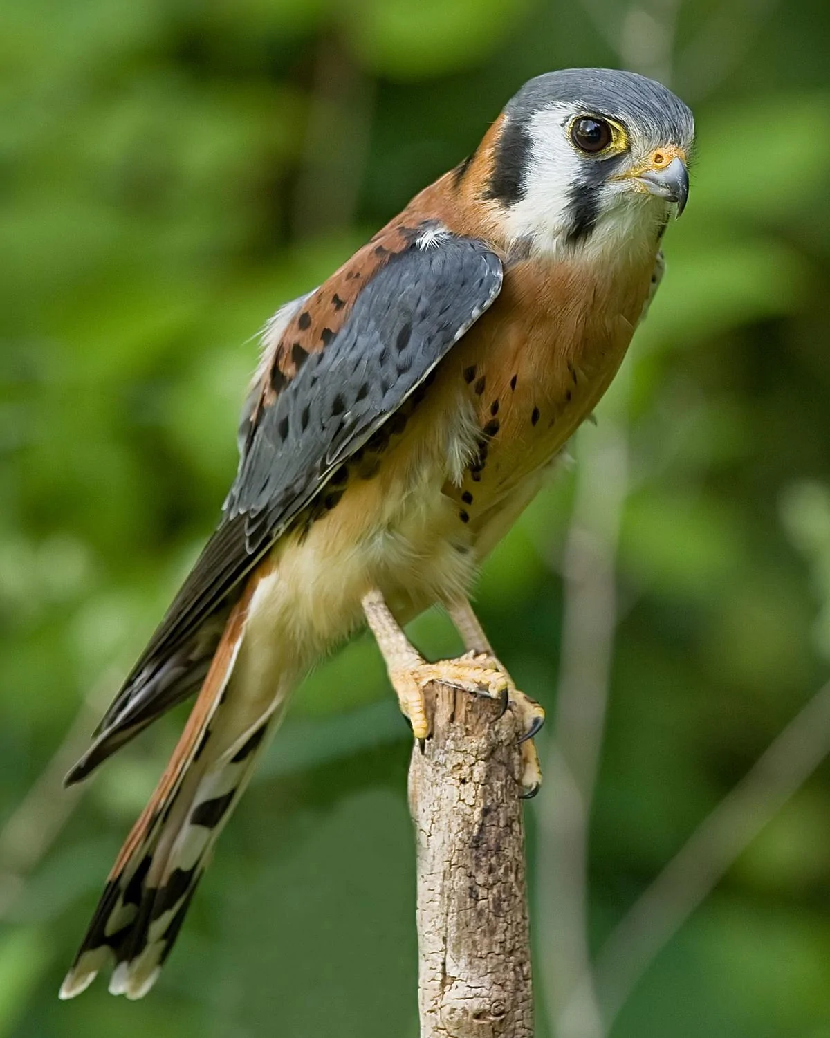 1200px-AmericanKestrel02.jpg