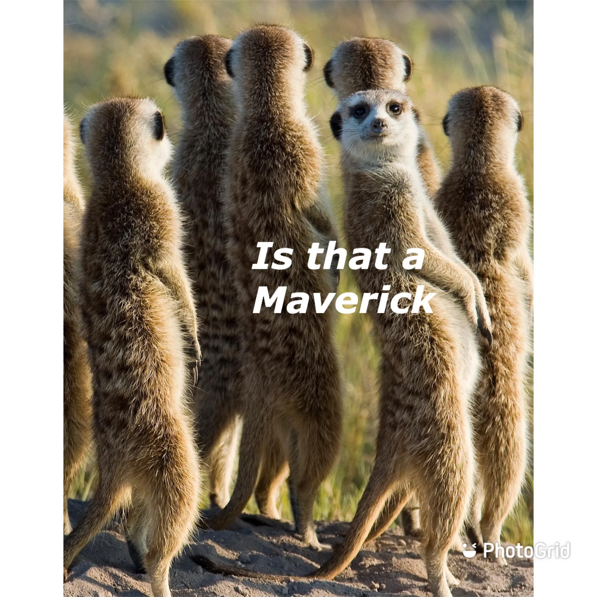 Ford Maverick Maverick Memes -  fun diversion while we wait [ ** NO POLITICS ** ] 91941593-ABDD-4B2A-AE6D-50FB04380459