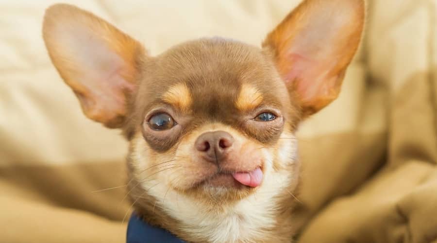 Ford Maverick Maverick Lobo coming? Chihuahua-Relaxing-Indoors