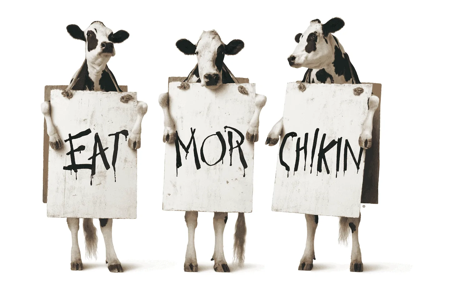 Ford Maverick Burger discussion thread Eat Mor Chikin Three Color Cows_master (1)_11zon (2)