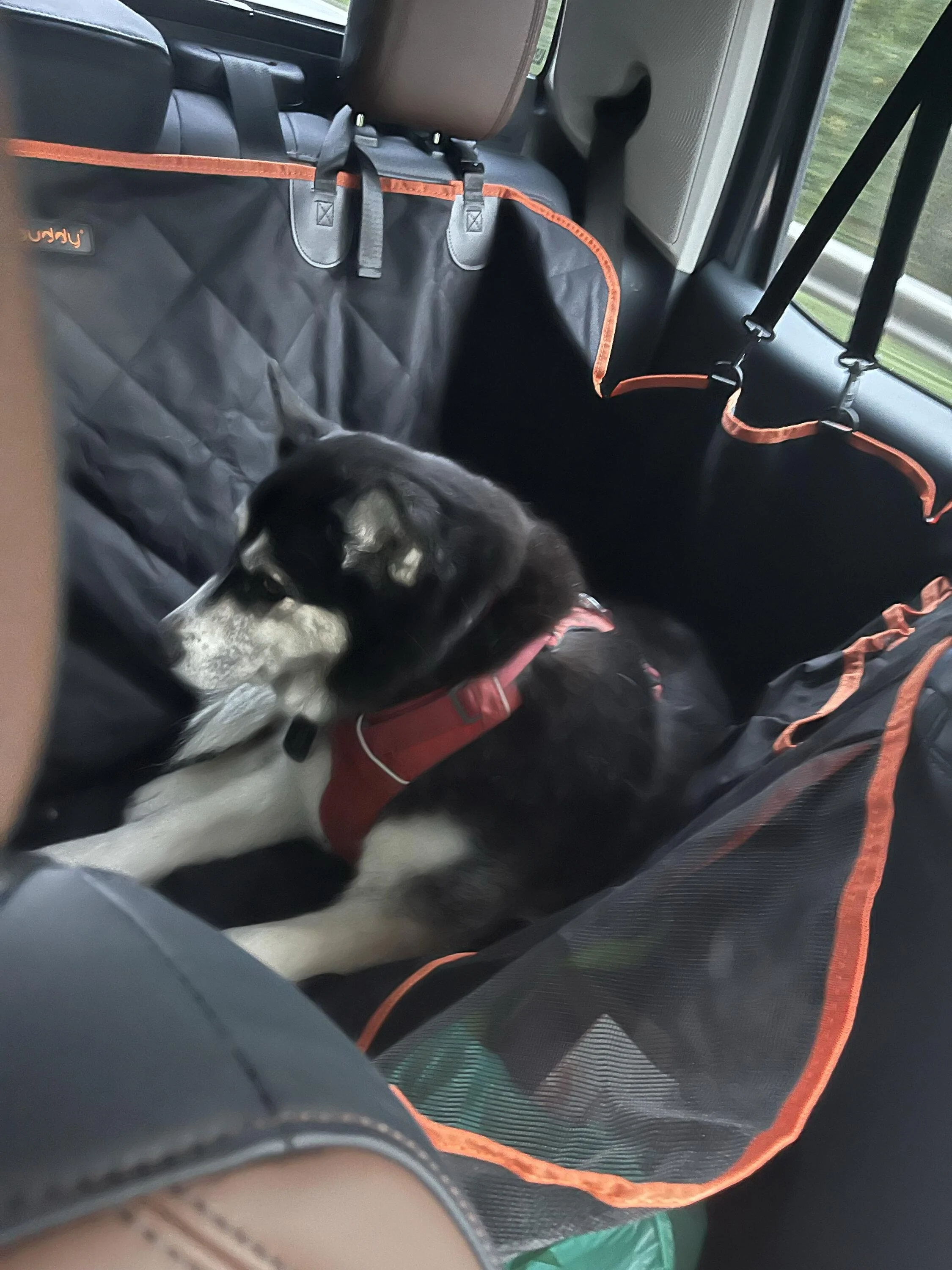 Ford Maverick Pet Protection for backseat and doors - my recommendations dog in truck