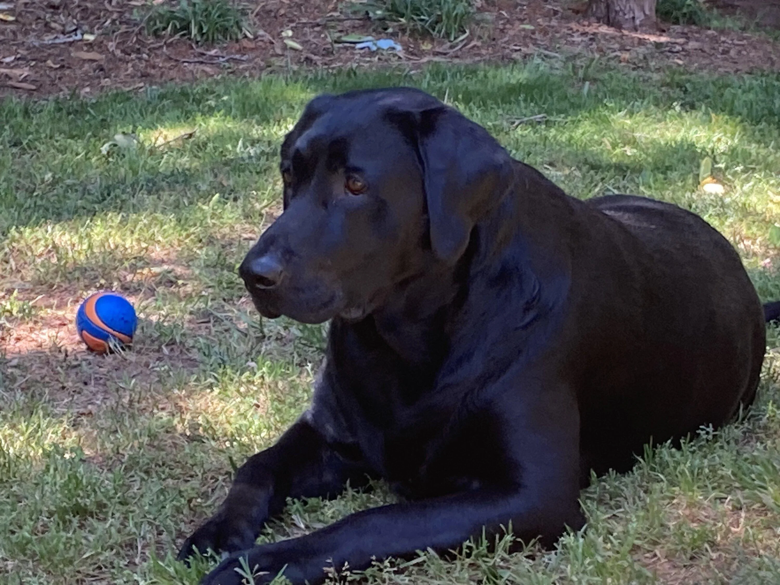 Ford Maverick Post Your Pet Pics: Dog, Cat or Whatever+ Pet Memes 70C3D983-635F-4A24-AC67-7C6794BD43F3