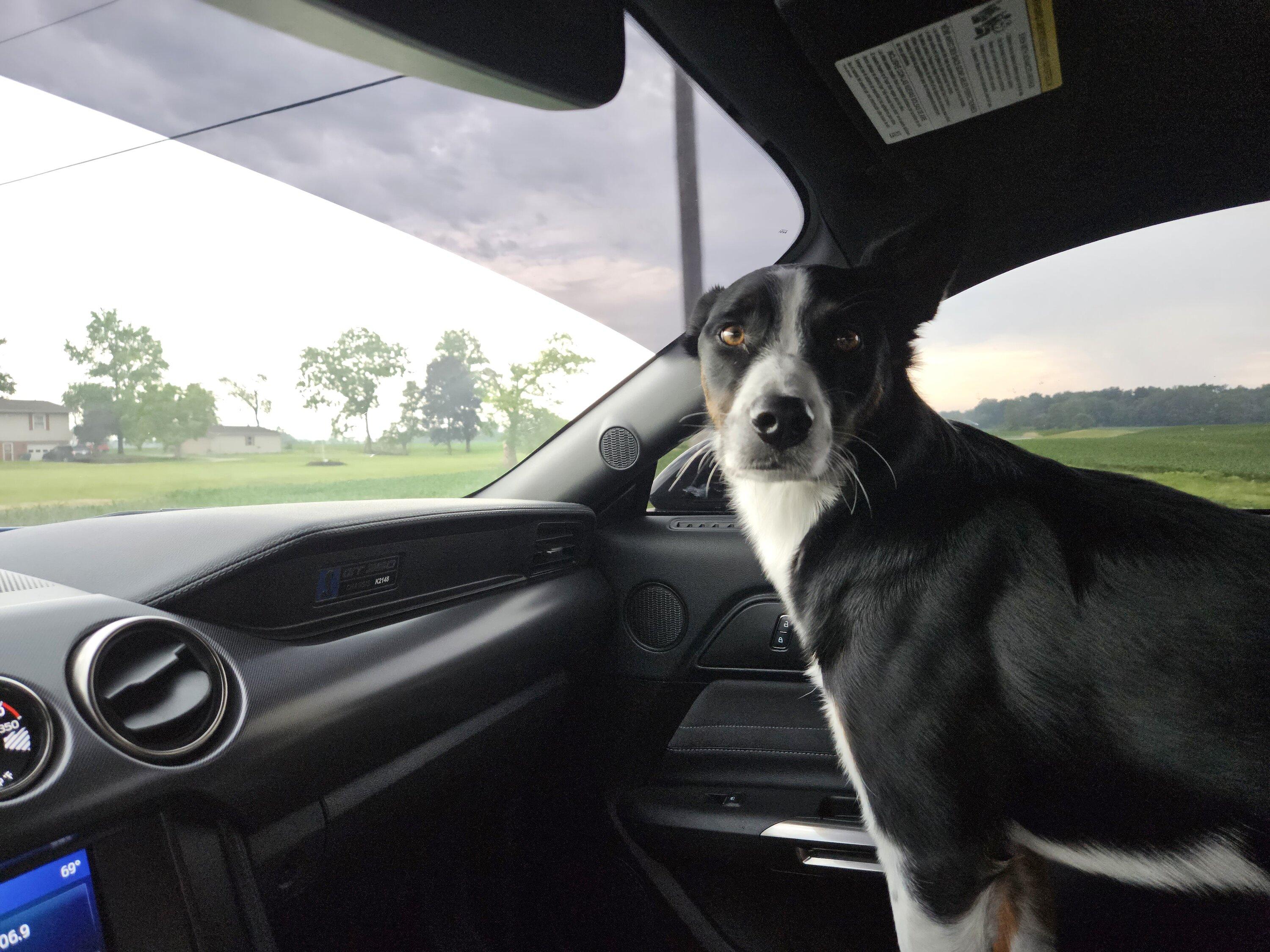 Ford Maverick Post Your Pet Pics: Dog, Cat or Whatever+ Pet Memes 20230630_192537