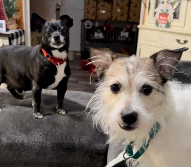 Ford Maverick Post Your Pet Pics: Dog, Cat or Whatever+ Pet Memes BOYS