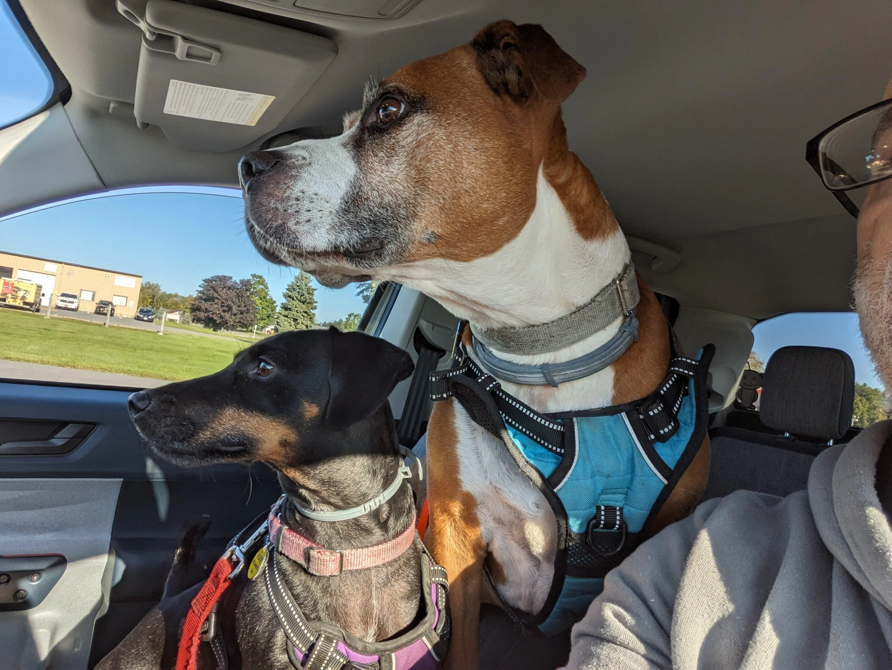 Ford Maverick Post Your Pet Pics: Dog, Cat or Whatever+ Pet Memes PXL_20230915_125305155