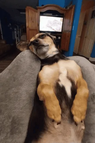 Ford Maverick Post Your Pet Pics: Dog, Cat or Whatever+ Pet Memes 1696075399854