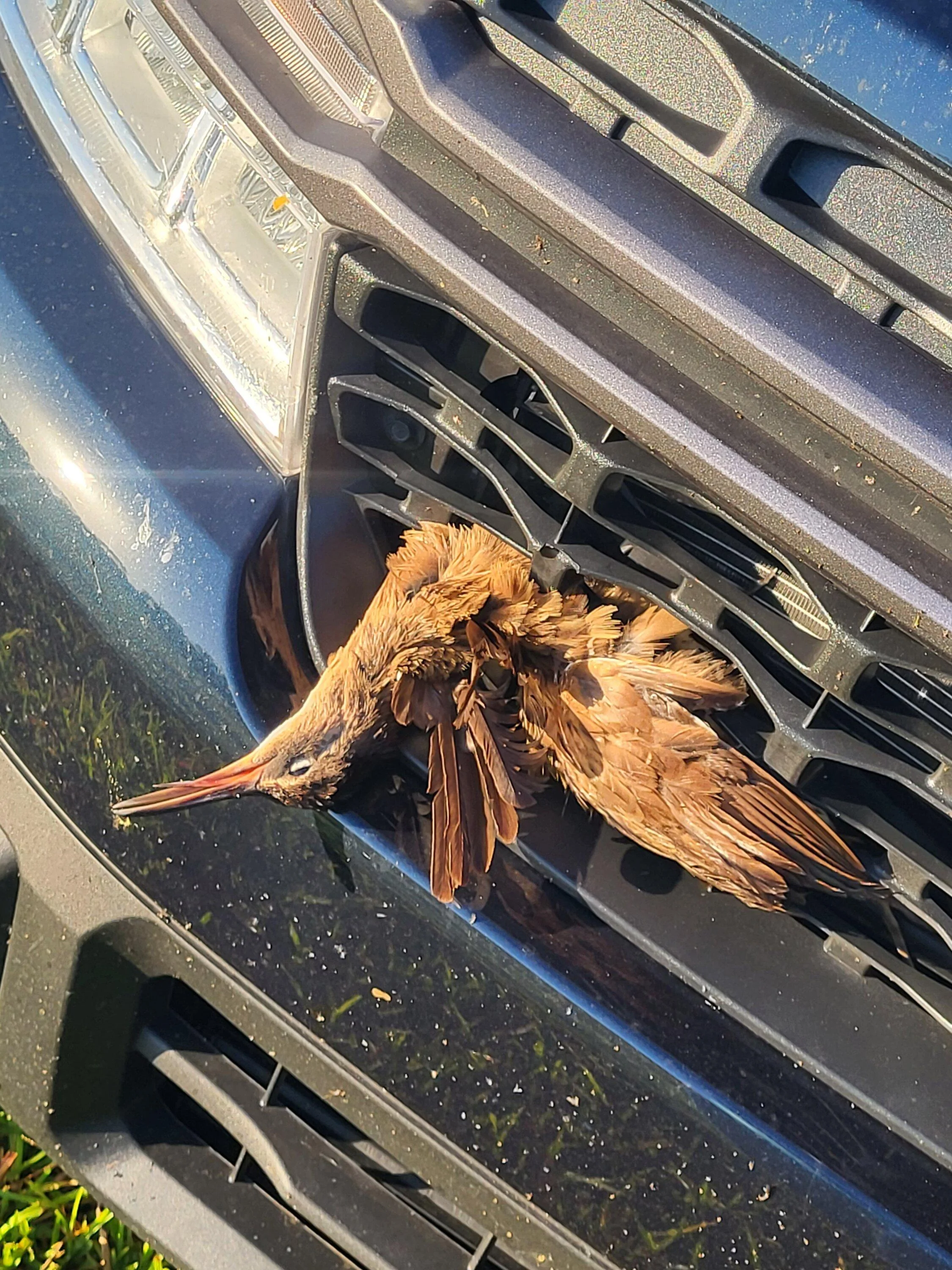 Ford Maverick Bird strike!! 20231024_082305
