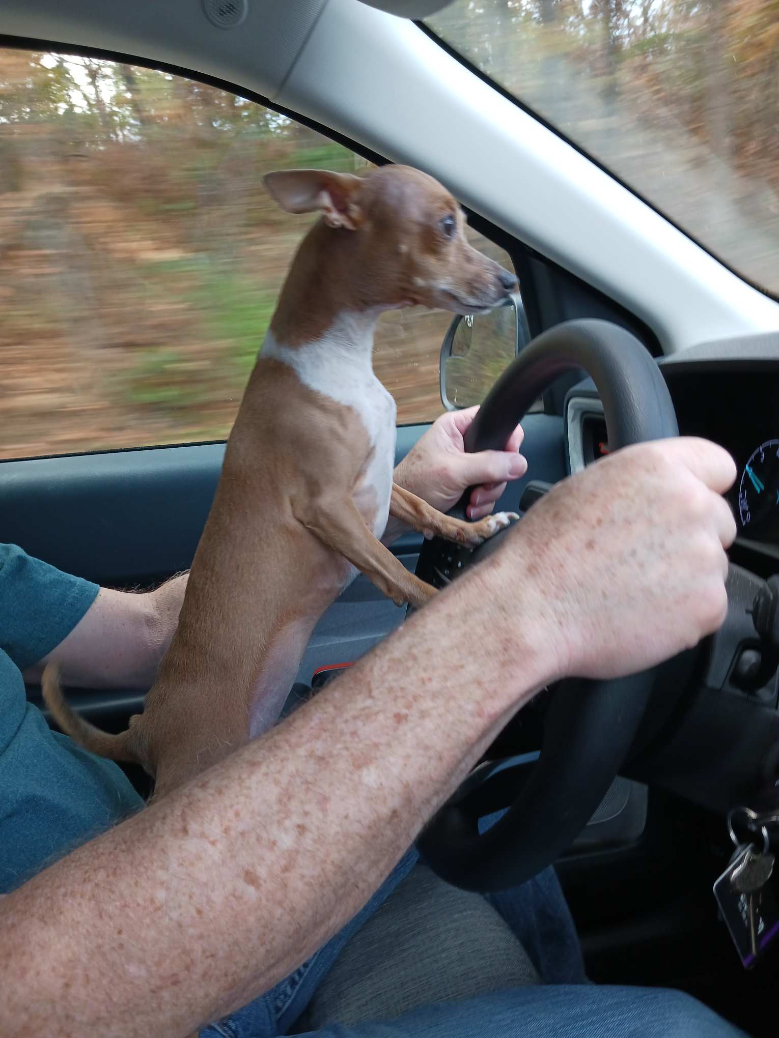 Ford Maverick Post Your Pet Pics: Dog, Cat or Whatever+ Pet Memes c1_20231104_20595543