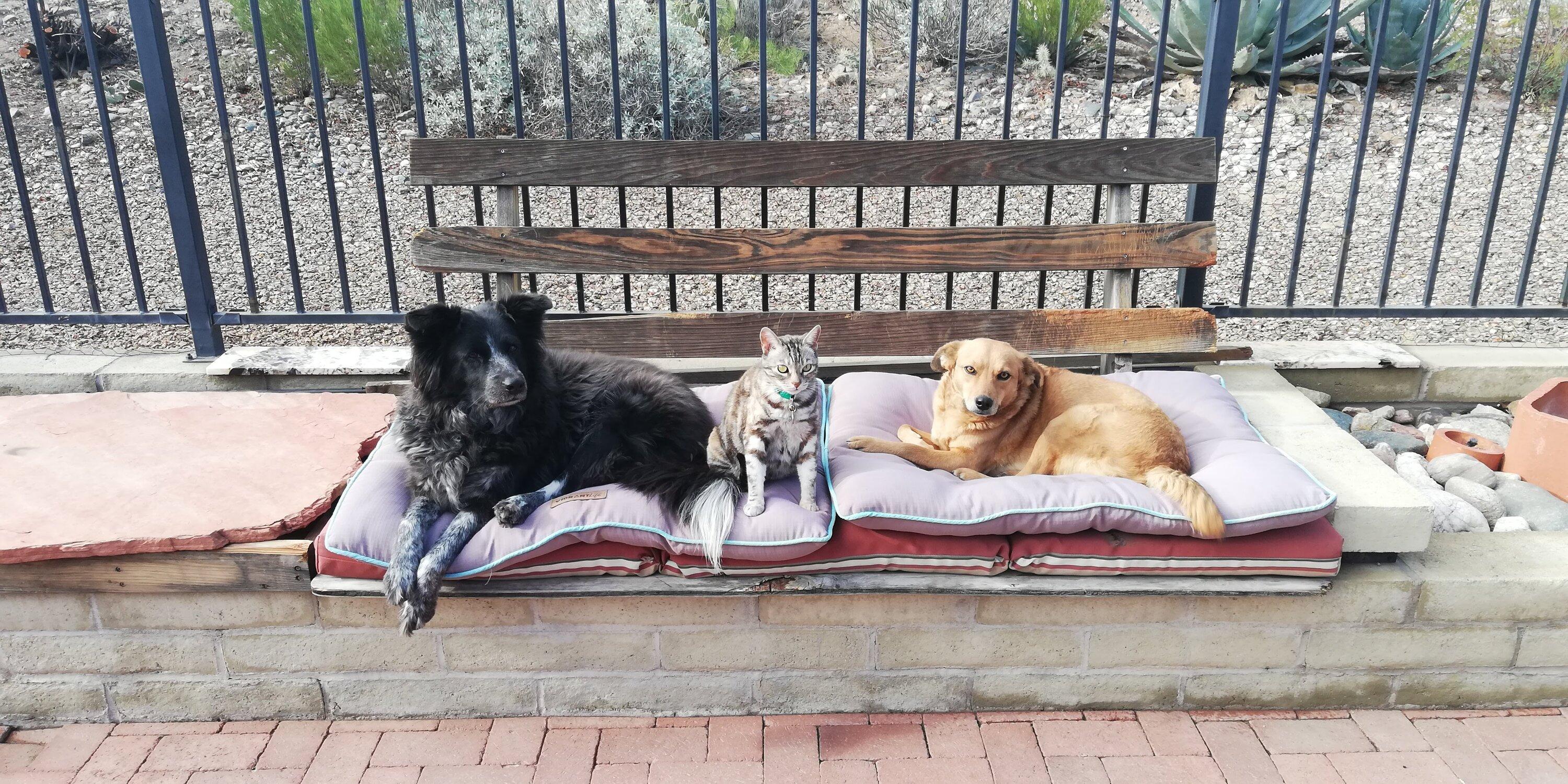 Ford Maverick Post Your Pet Pics: Dog, Cat or Whatever+ Pet Memes ZuriGritaCoquetaOnGaurd