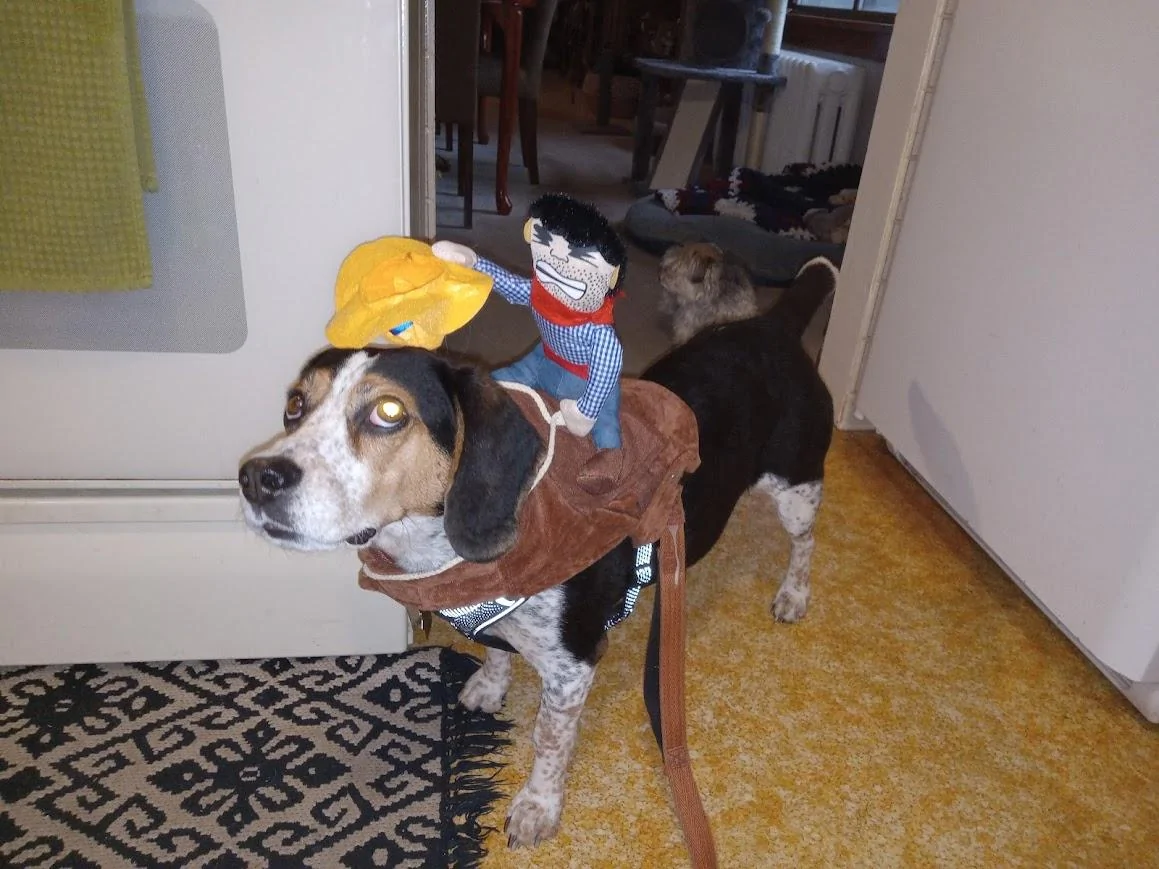 Ford Maverick Post Your Pet Pics: Dog, Cat or Whatever+ Pet Memes 20221031_172508