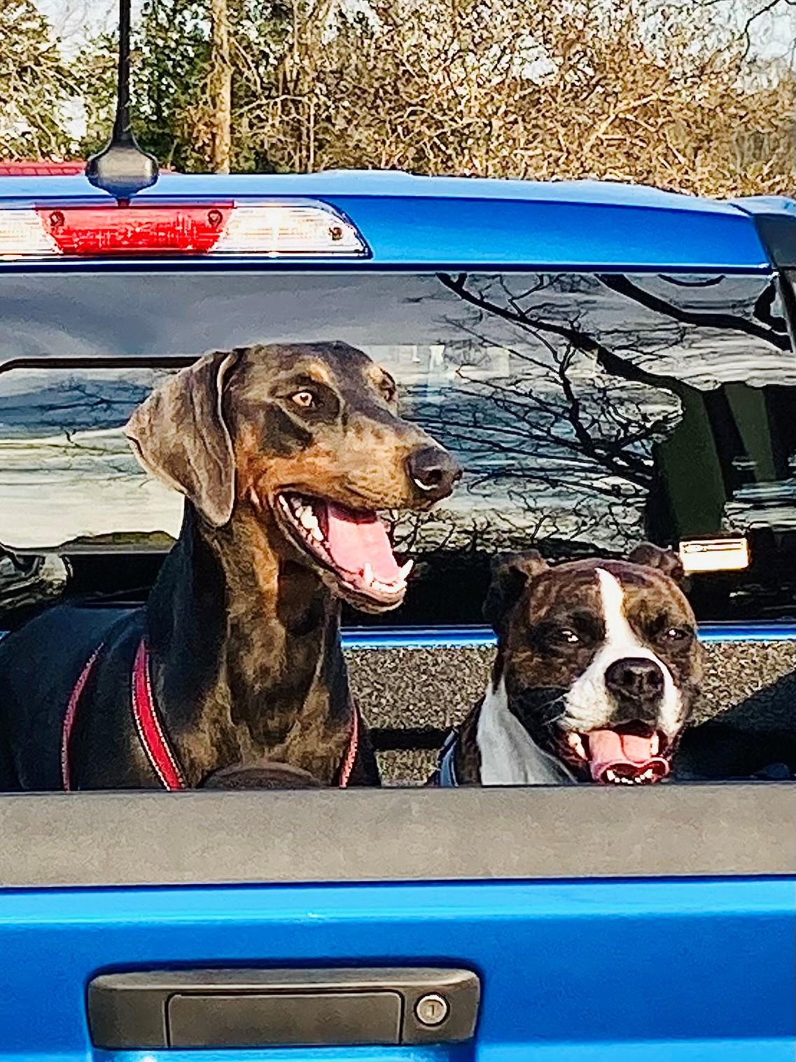 Ford Maverick Post Your Pet Pics: Dog, Cat or Whatever+ Pet Memes D&B in truck