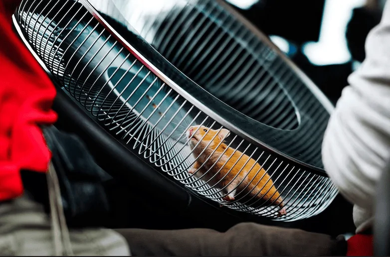 Ford Maverick Another "What is this for?" Hamster