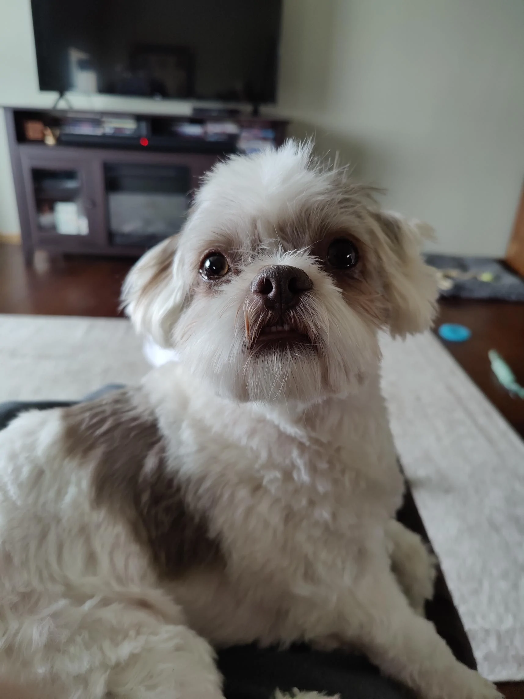Ford Maverick Post Your Pet Pics: Dog, Cat or Whatever+ Pet Memes 1700804001576
