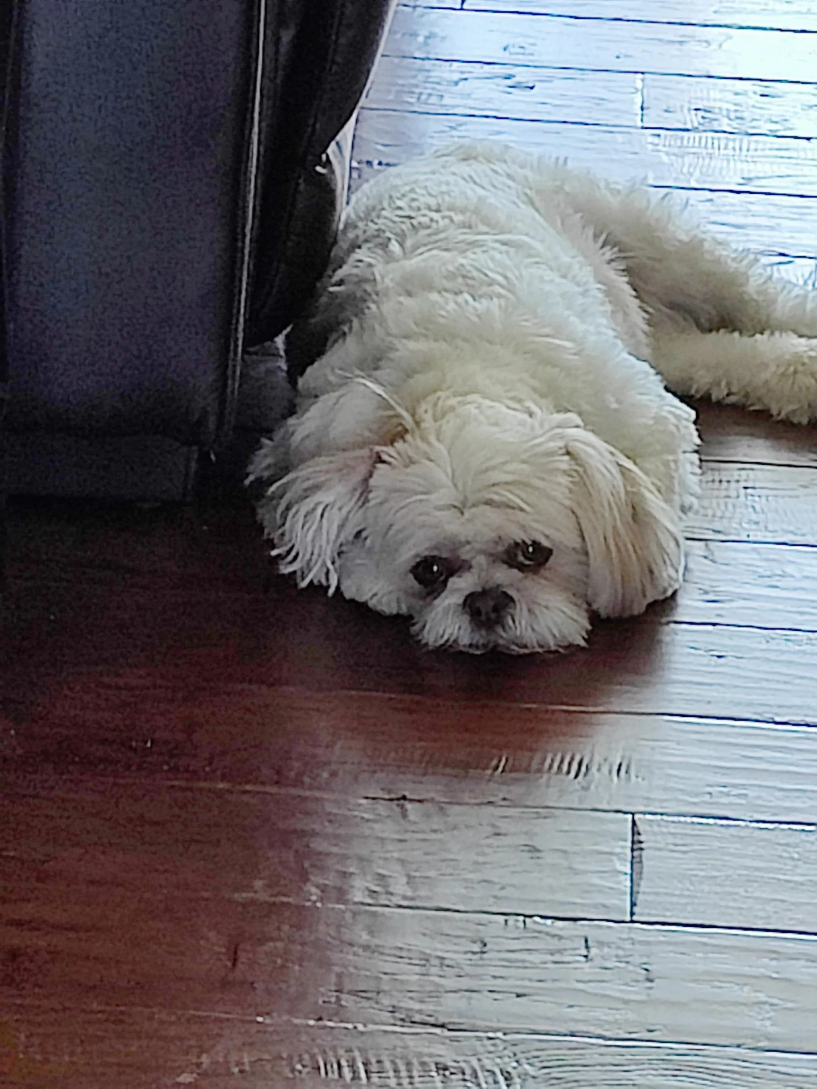 Ford Maverick Post Your Pet Pics: Dog, Cat or Whatever+ Pet Memes 1700804100916