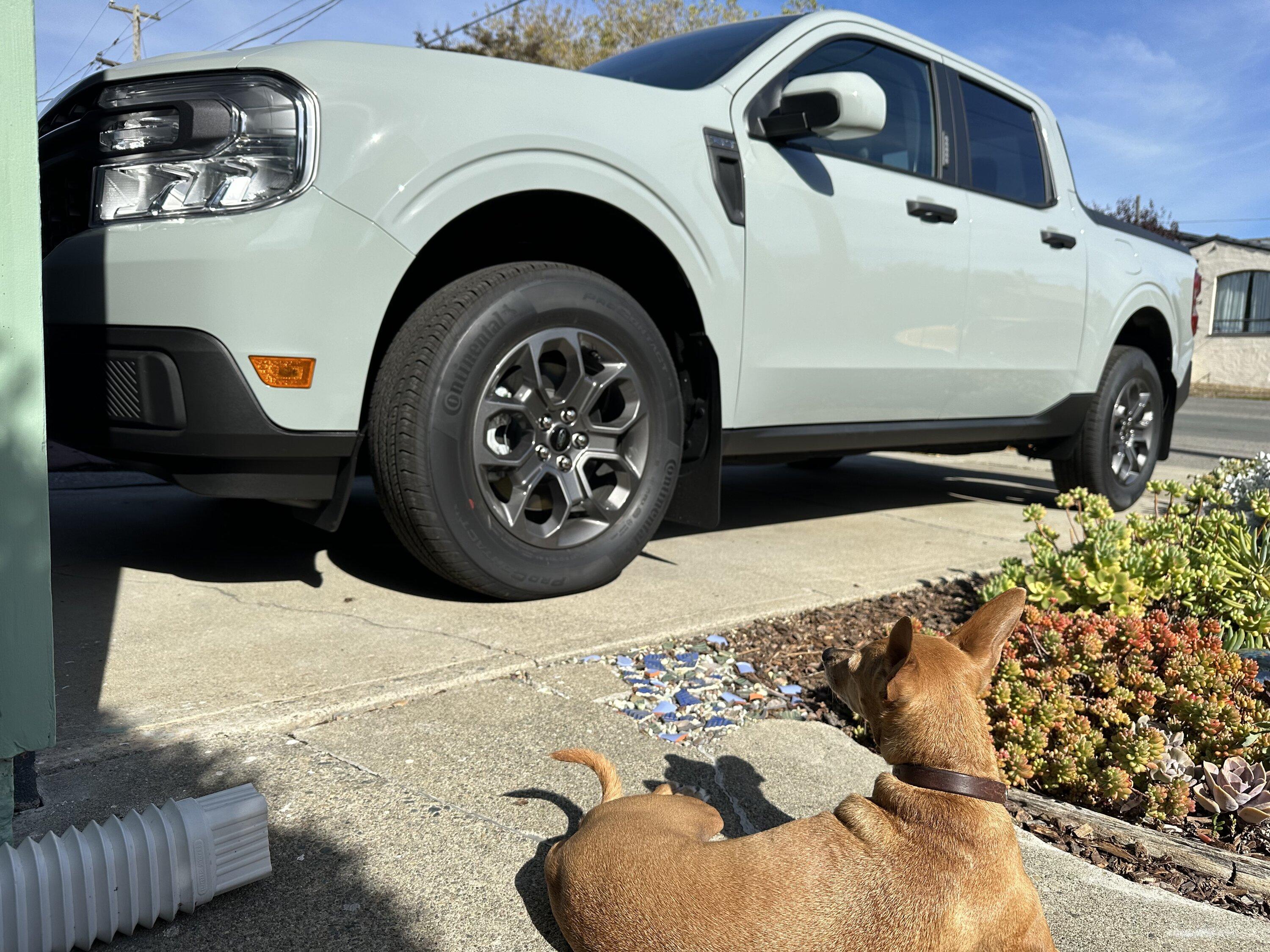 Ford Maverick Post Your Pet Pics: Dog, Cat or Whatever+ Pet Memes IMG_2839