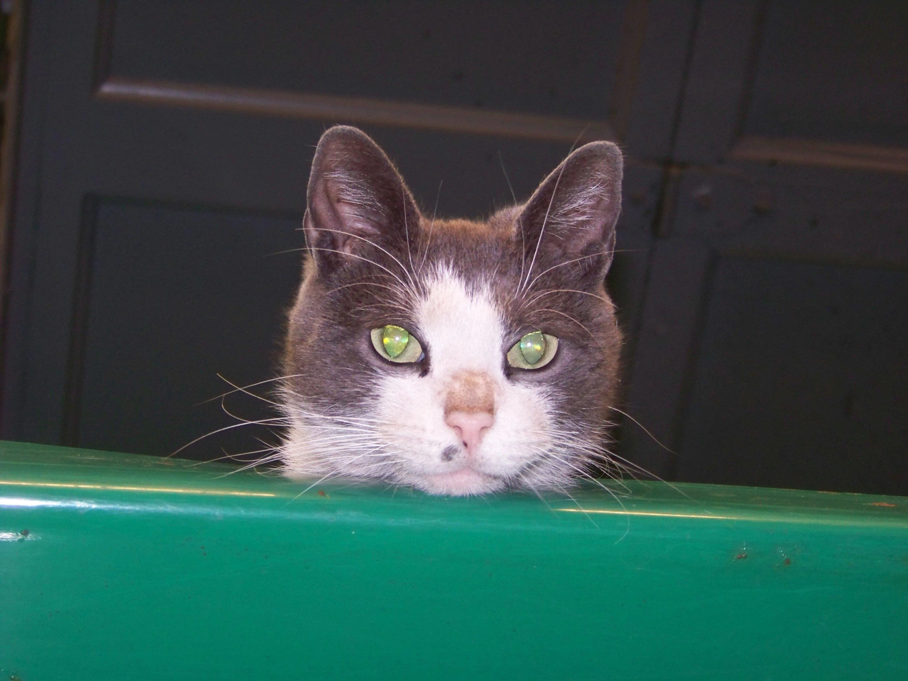 Ford Maverick Post Your Pet Pics: Dog, Cat or Whatever+ Pet Memes 100_1130