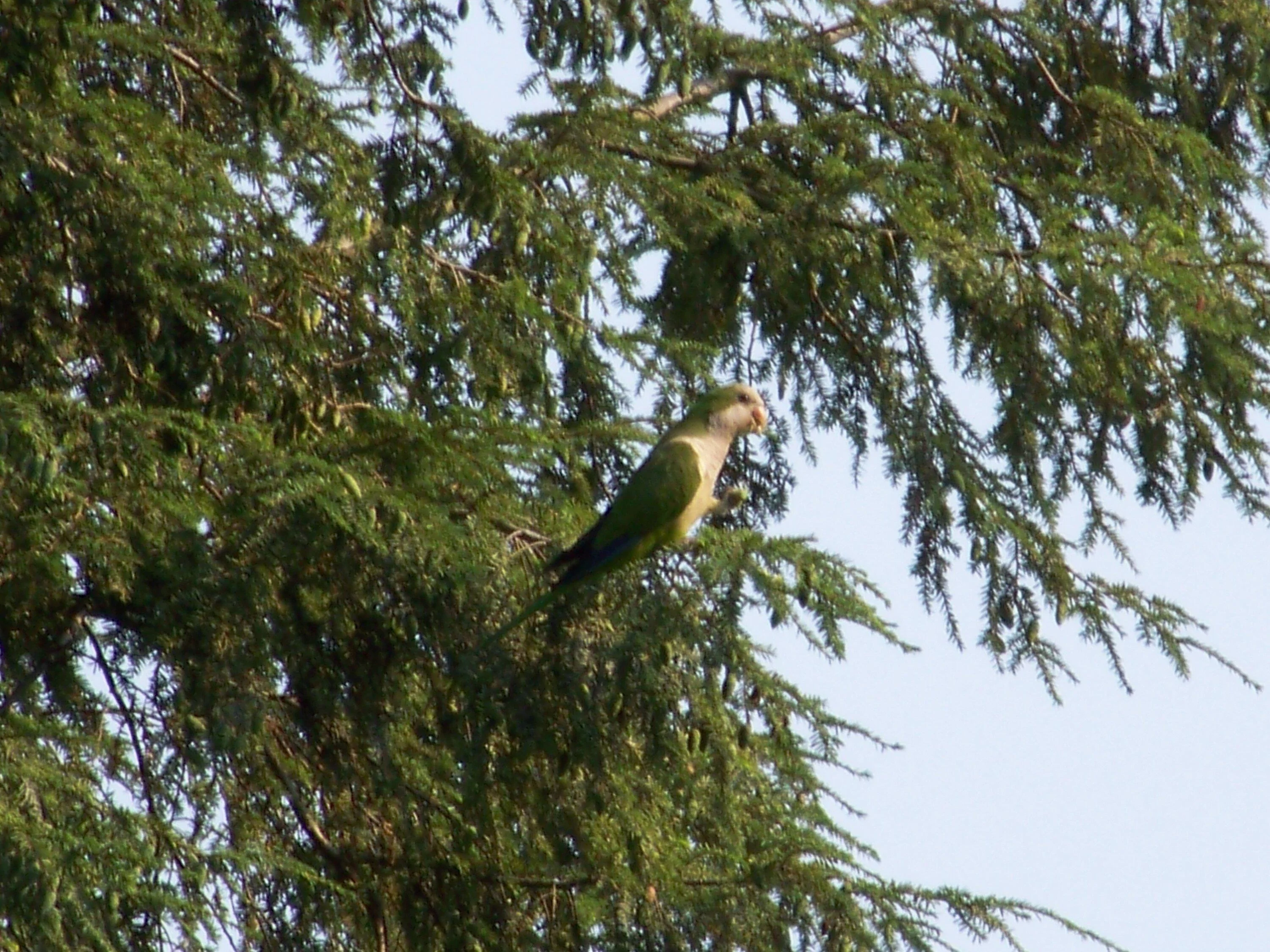 Ford Maverick Post Your Pet Pics: Dog, Cat or Whatever+ Pet Memes parrots Flushing