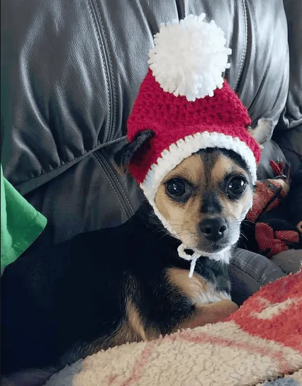 Ford Maverick Post Your Pet Pics: Dog, Cat or Whatever+ Pet Memes 1702146276731