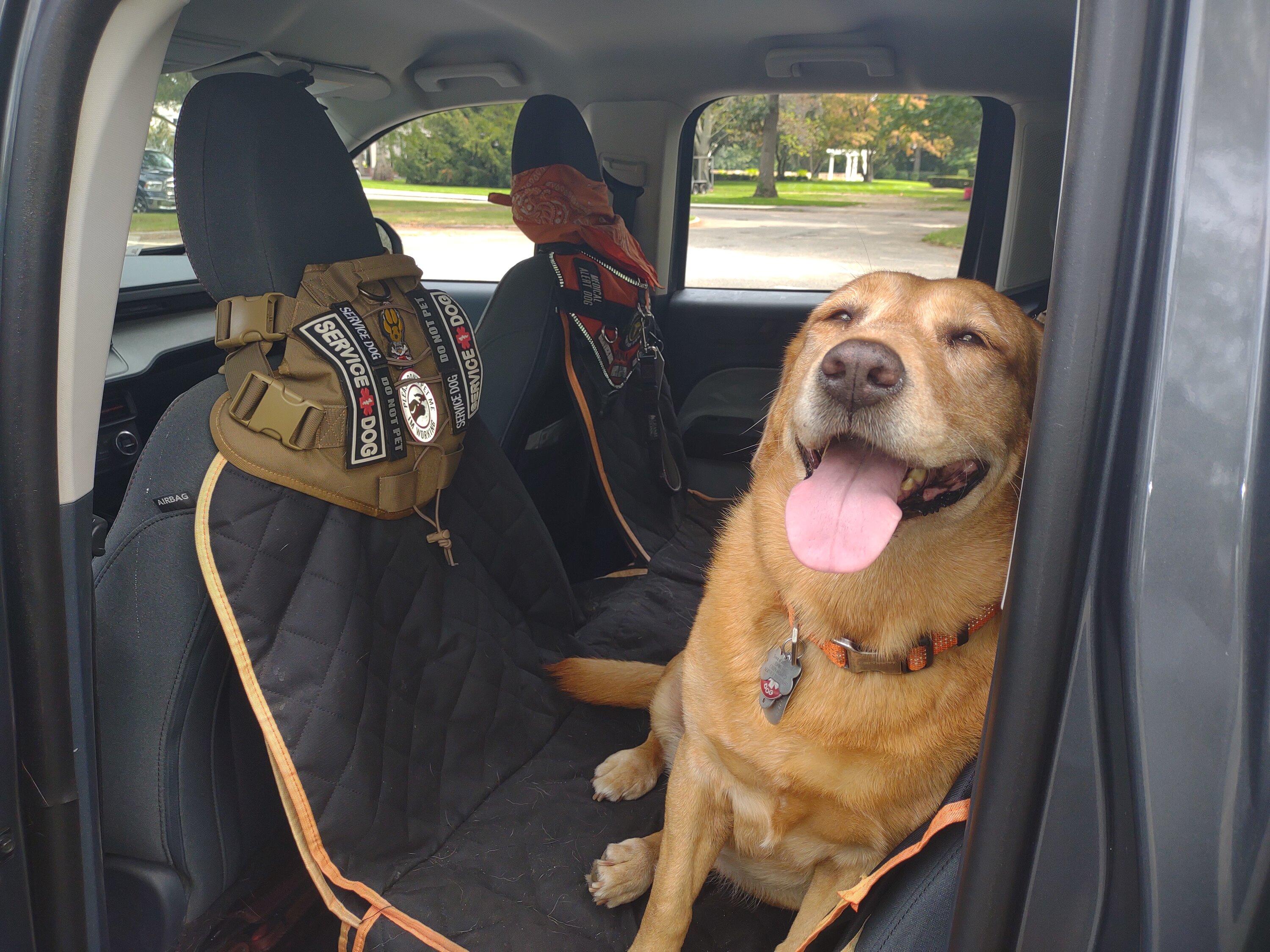 Ford Maverick Soft dog crate recommendations? IMG_20230821_125047872