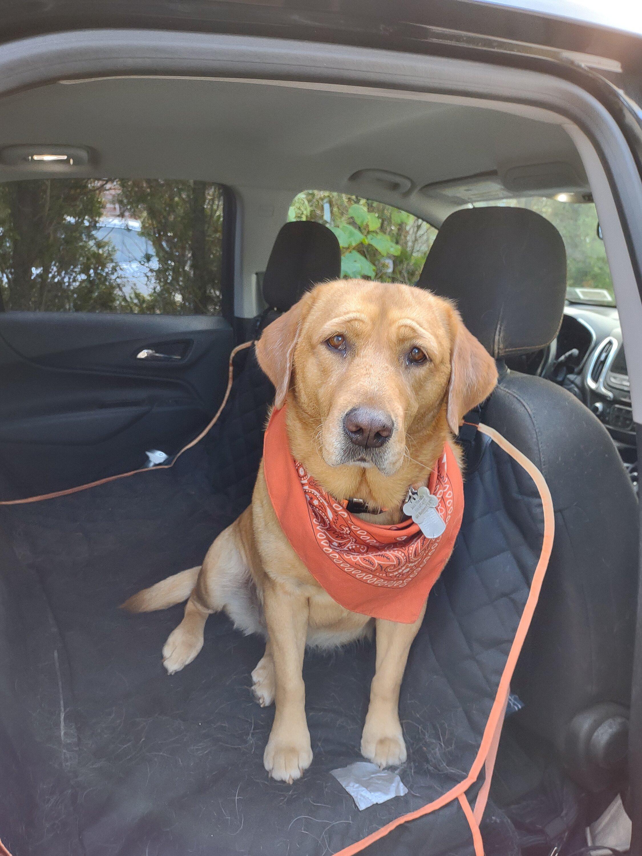 Ford Maverick Soft dog crate recommendations? IMG_20211017_160836704