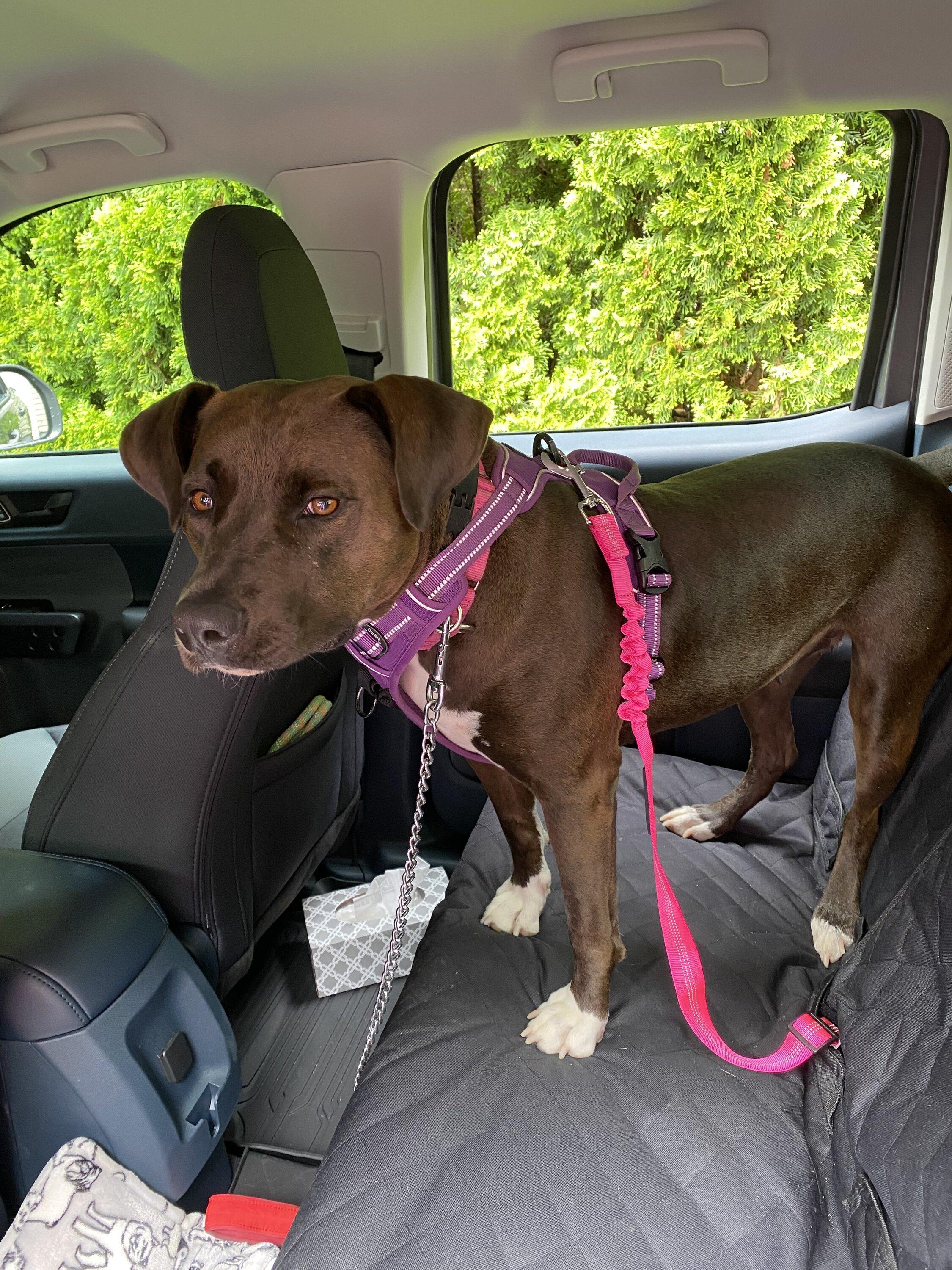 Ford Maverick Soft dog crate recommendations? 1702229003025